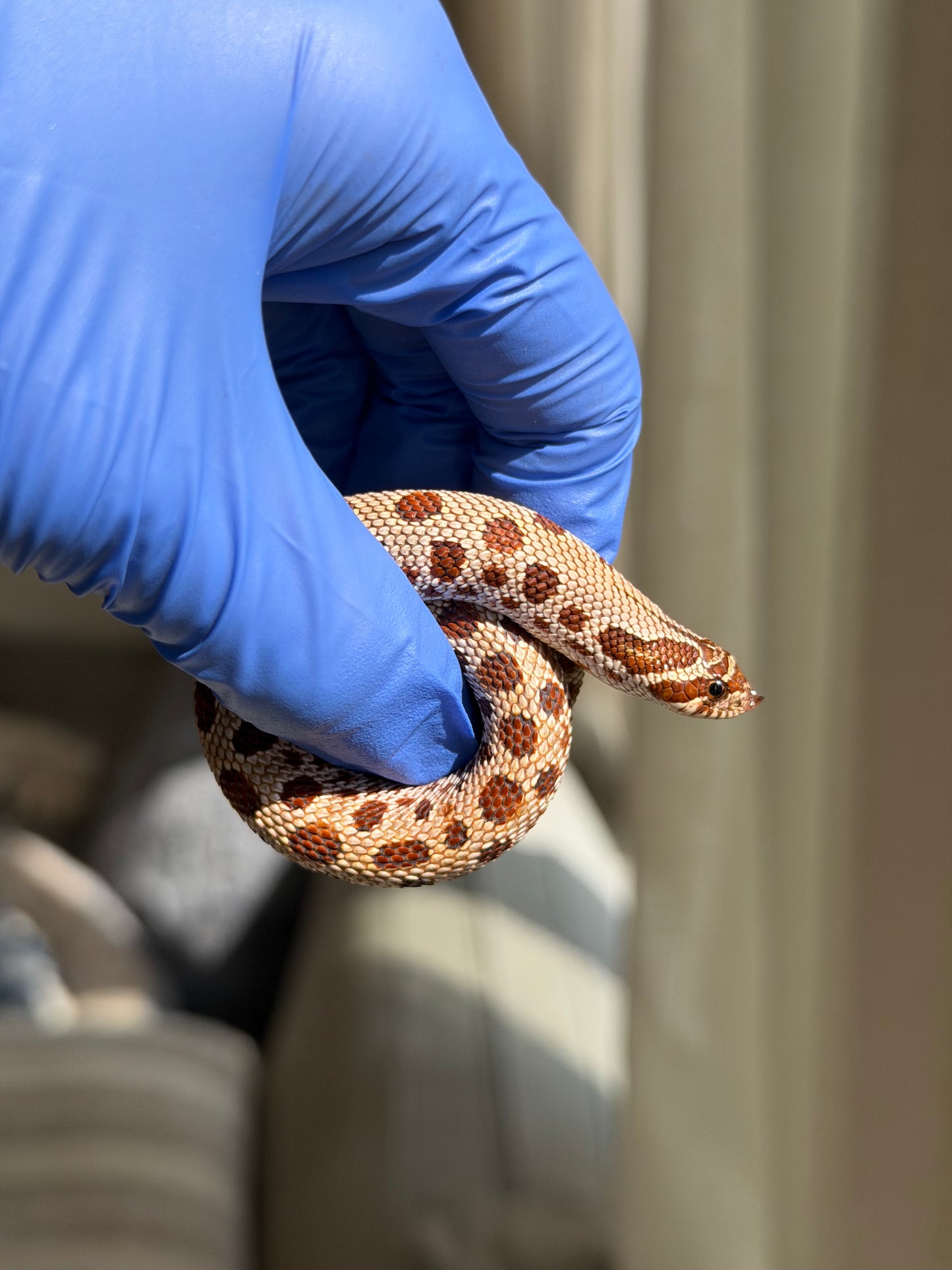 2025 康達66%ph巧克力66%ph白化, 50%彩色爆風血系 ♂ (H25445)