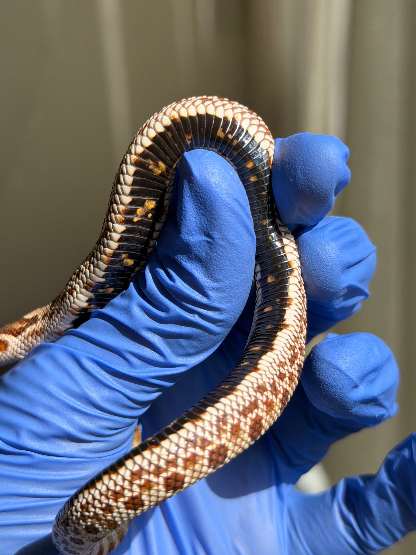 2025 康達66%ph巧克力66%ph白化, 50%彩色爆風血系 ♂ (H25445)