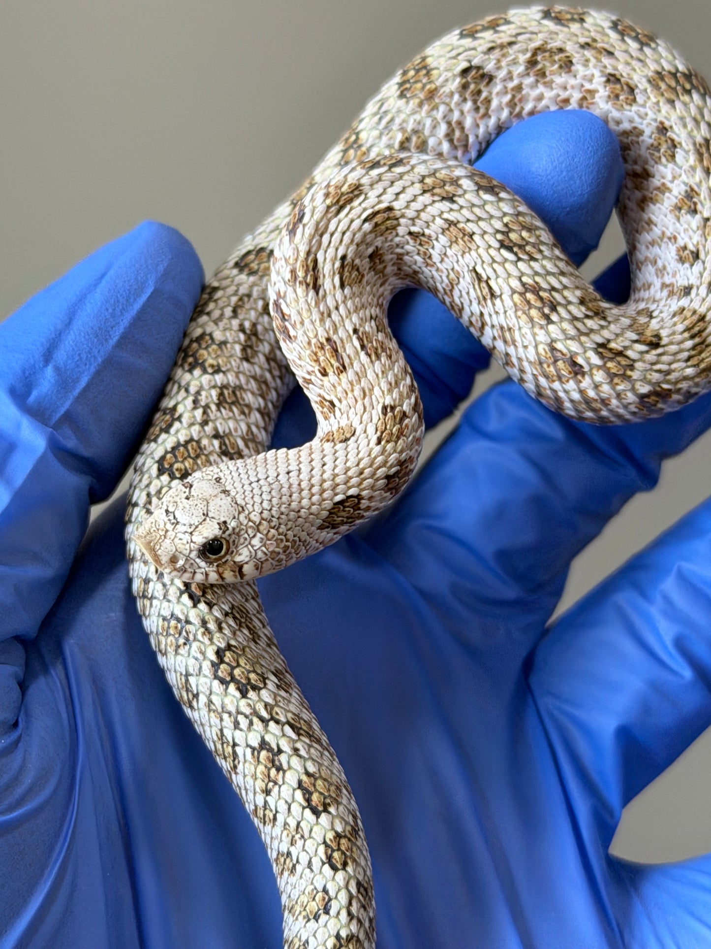 2025 北極鬼臉50%ph薰衣草 ♂ (H25318)