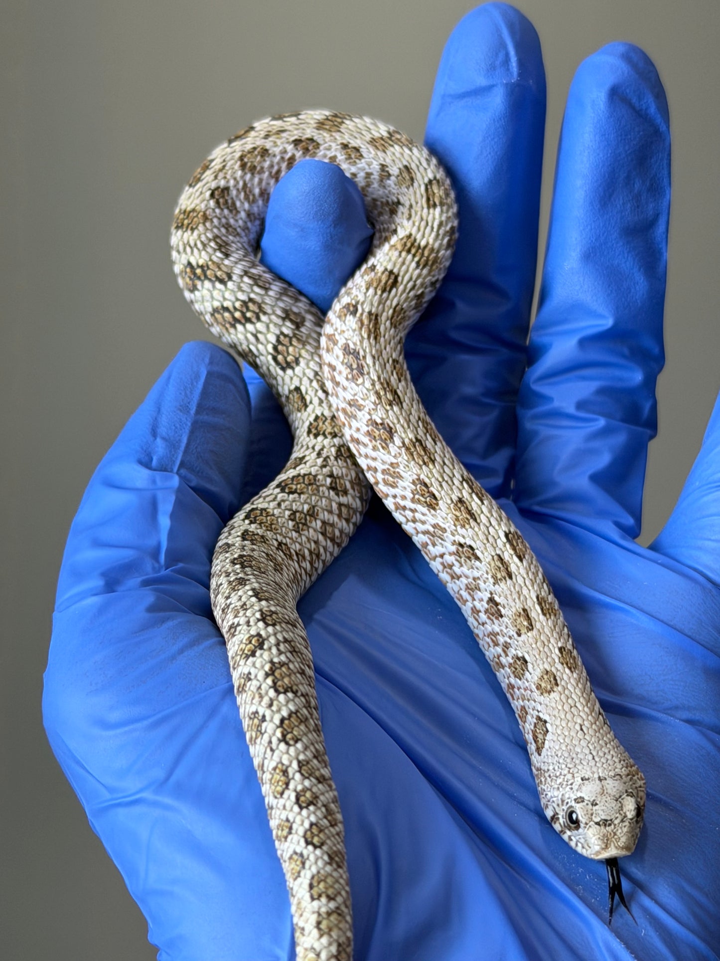 2025 北極鬼臉50%ph薰衣草 ♂ (H25318)