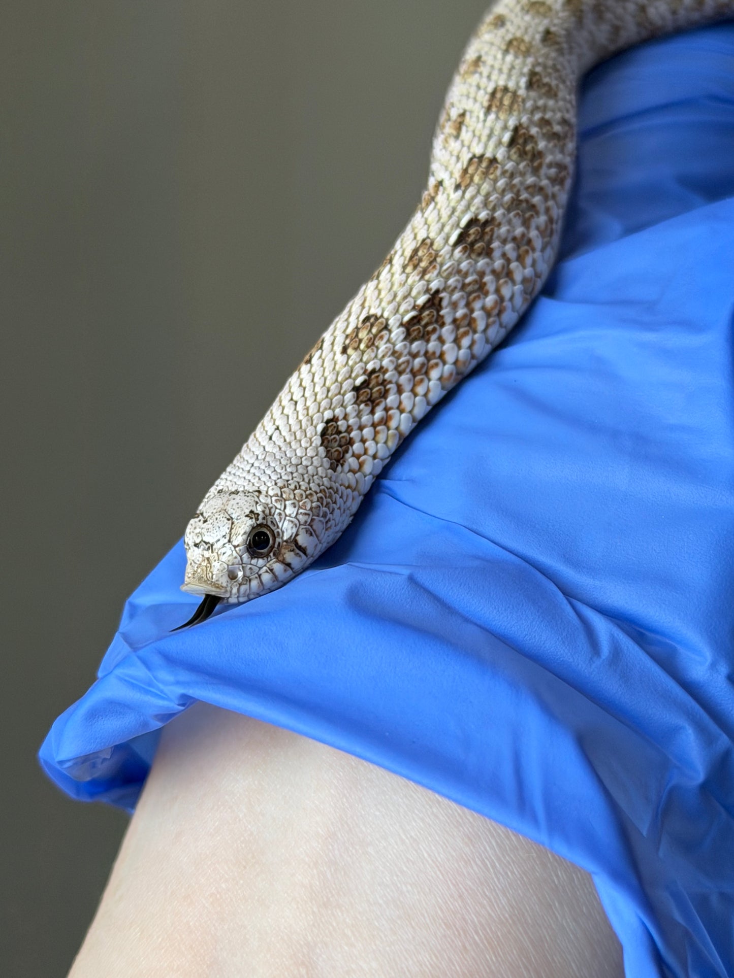 2025 北極鬼臉50%ph薰衣草 ♂ (H25318)