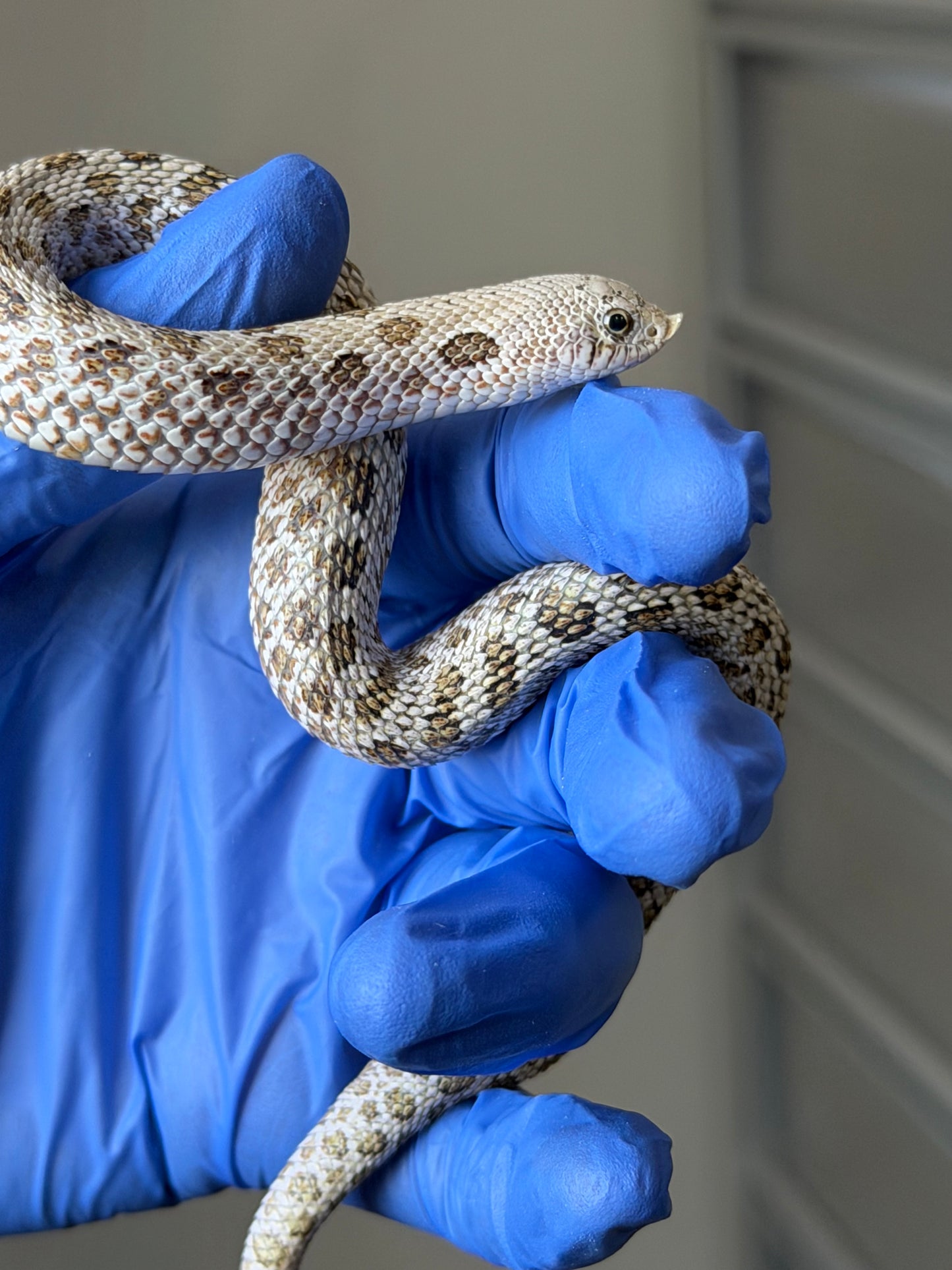 2025 北極鬼臉50%ph薰衣草 ♂ (H25318)