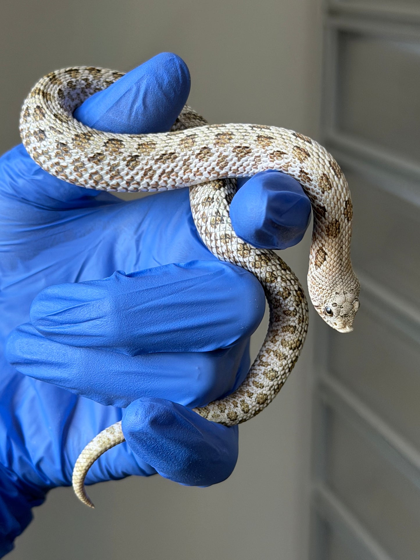 2025 北極鬼臉50%ph薰衣草 ♂ (H25318)