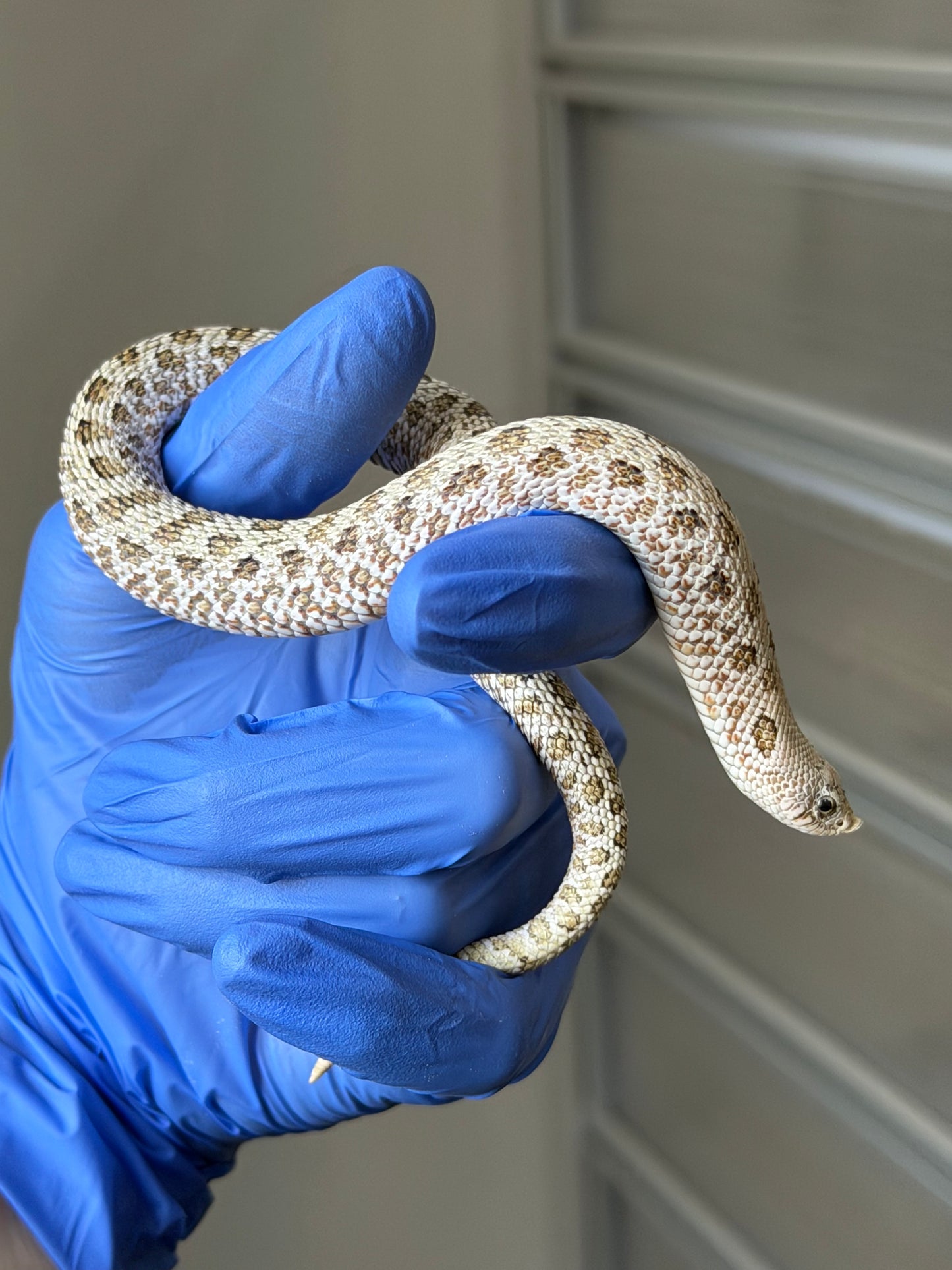 2025 北極鬼臉50%ph薰衣草 ♂ (H25318)