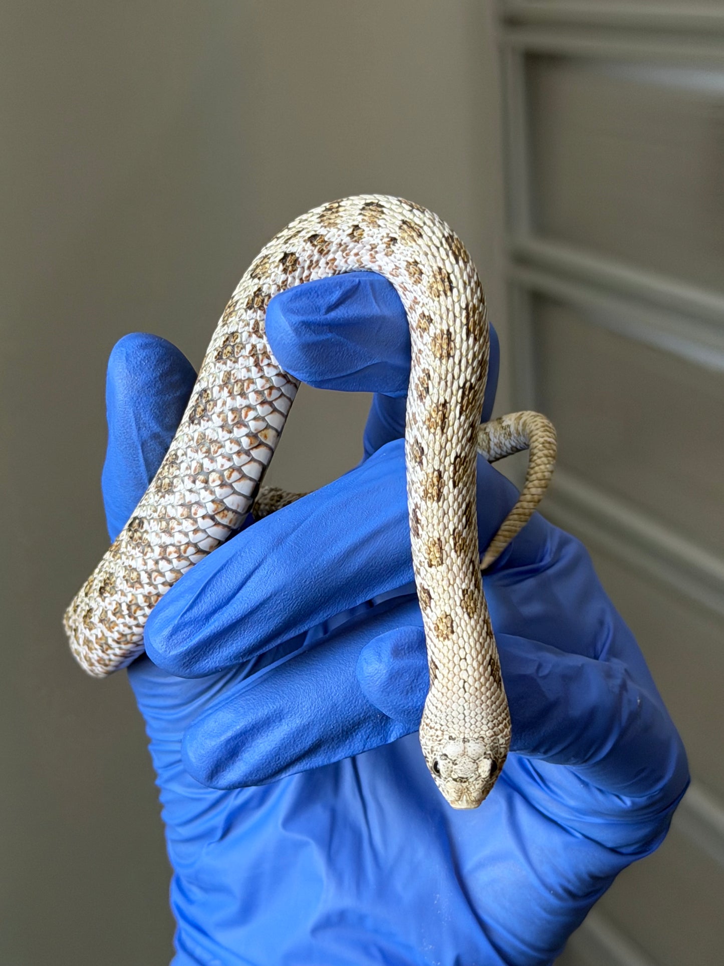 2025 北極鬼臉50%ph薰衣草 ♂ (H25318)