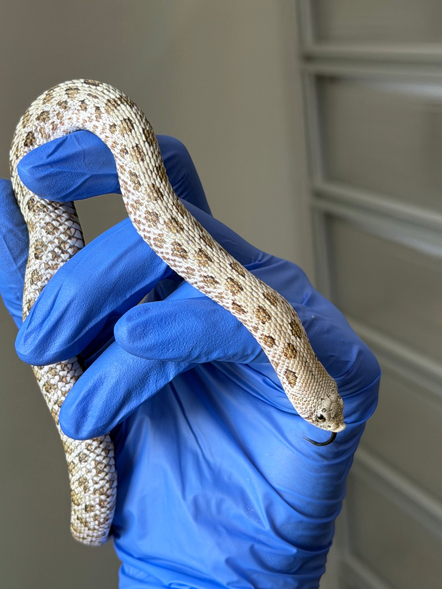 2025 北極鬼臉50%ph薰衣草 ♂ (H25318)