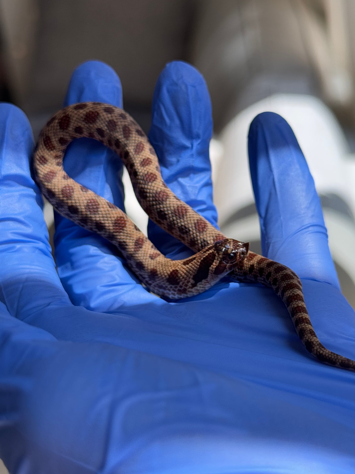 2025 瑞士巧克力康達,彩色爆風血系66%ph白化 ♂ (H25413)