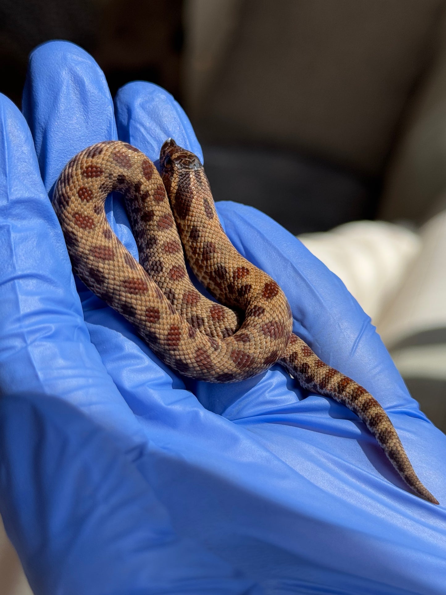 2025 瑞士巧克力康達,彩色爆風血系66%ph白化 ♂ (H25413)