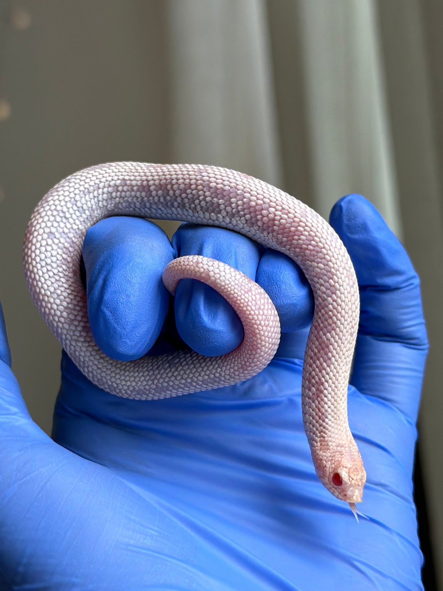白化糖霜超級北極康達Pos超級康達