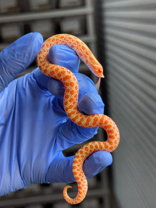 白化Het瑞士巧克力ph薰衣草