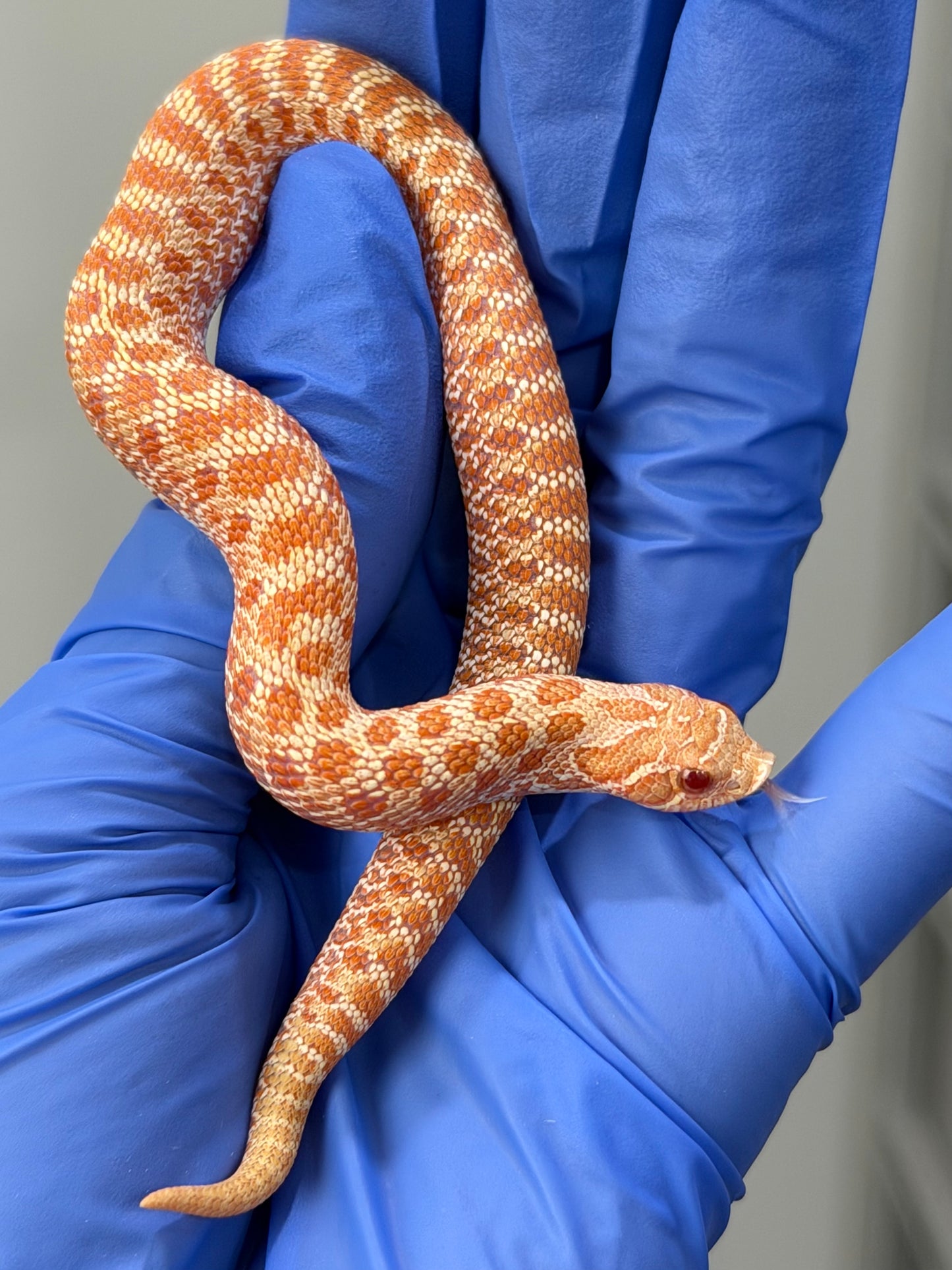 2025 白化Het幽靈雪 ♀ (H25492)