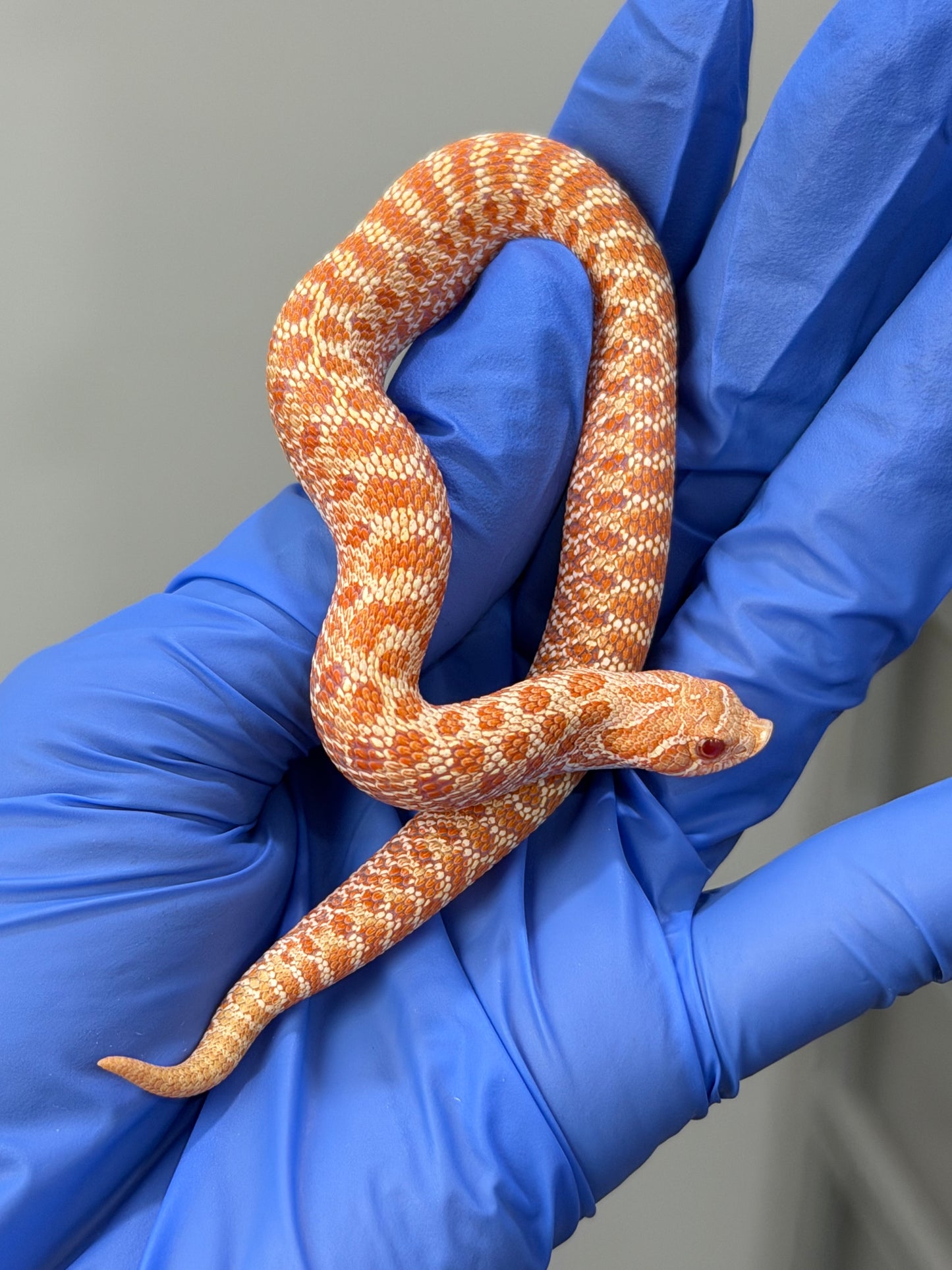 2025 白化Het幽靈雪 ♀ (H25492)