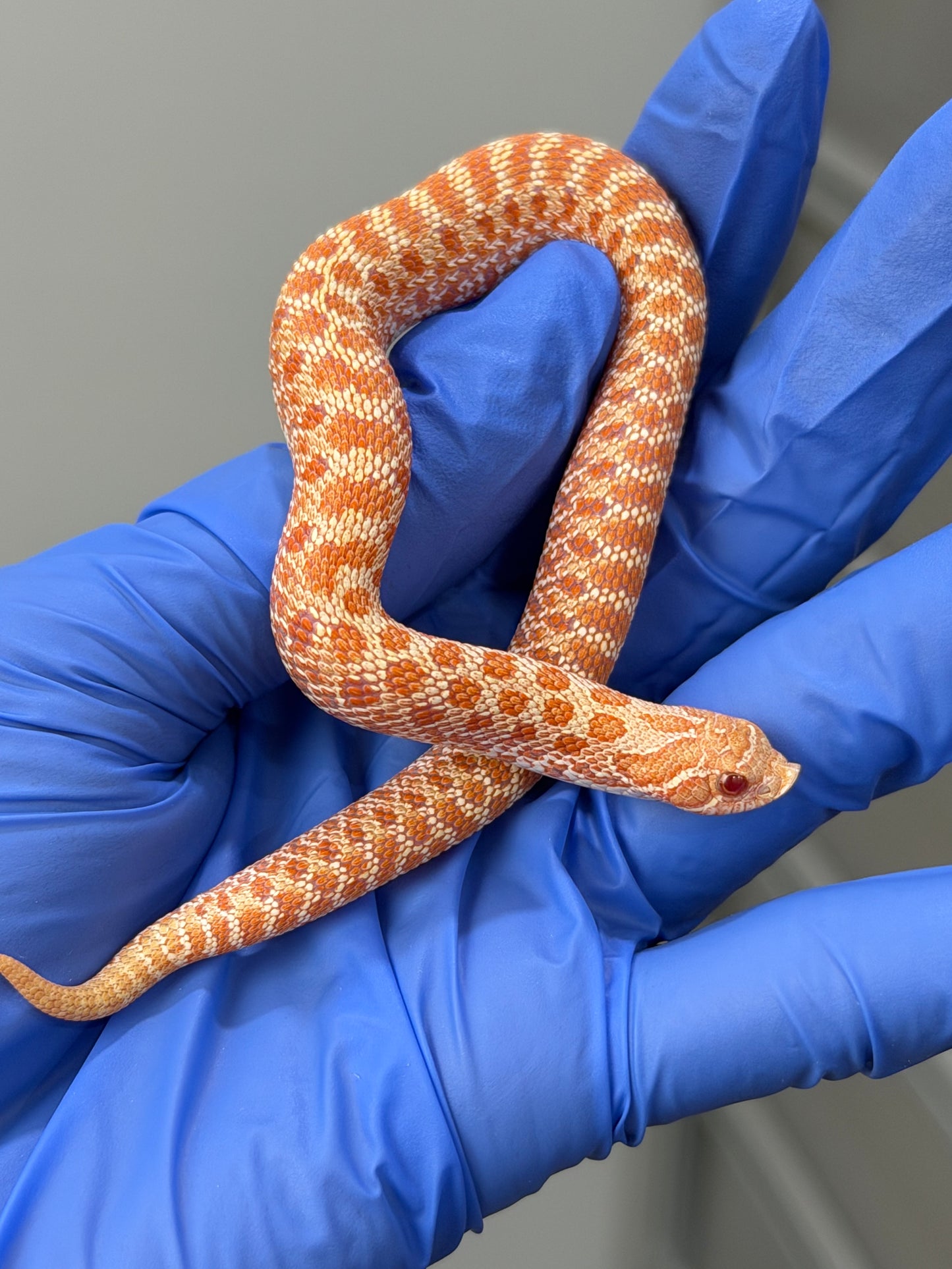 2025 白化Het幽靈雪 ♀ (H25492)