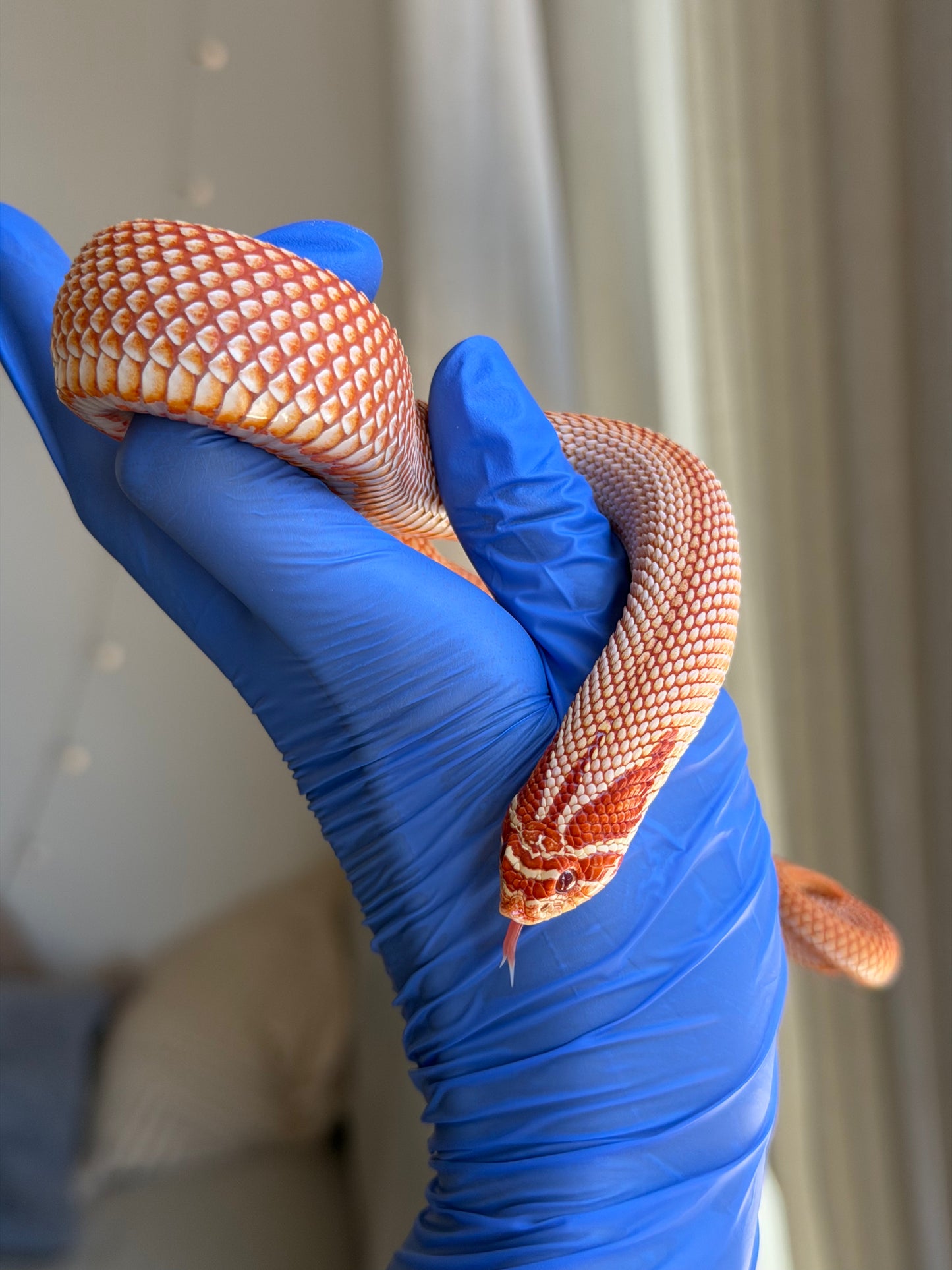 Extreme Red Albino Superconda