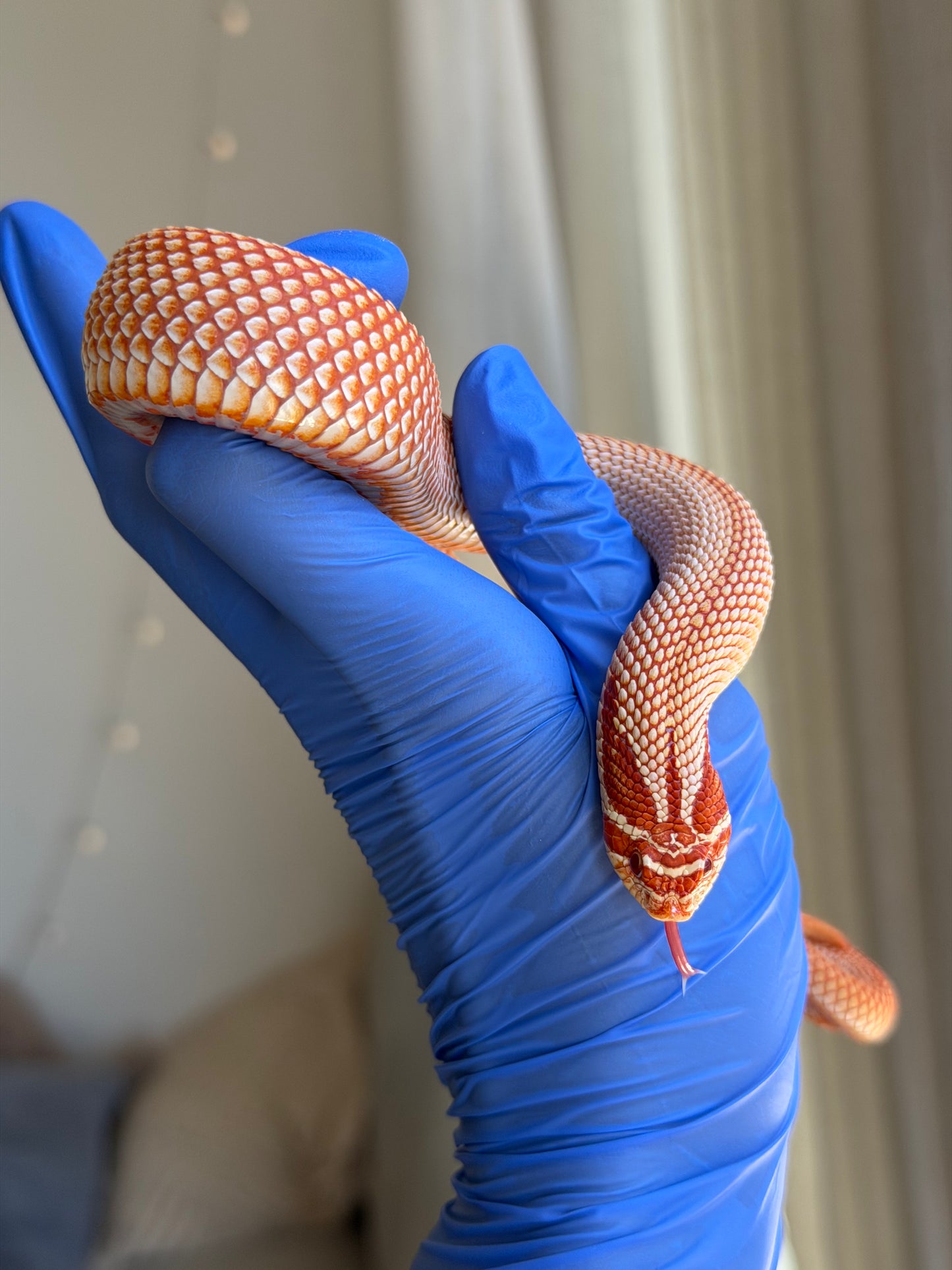 Extreme Red Albino Superconda
