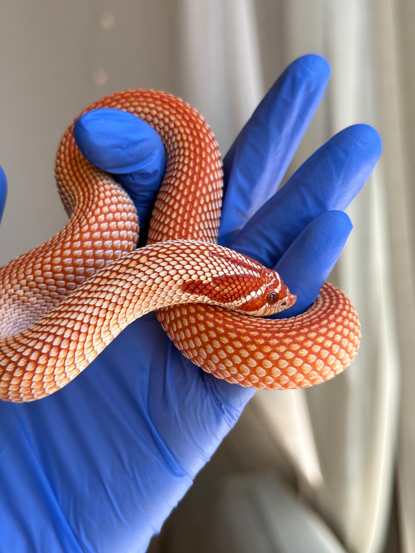 Extreme Red Albino Superconda