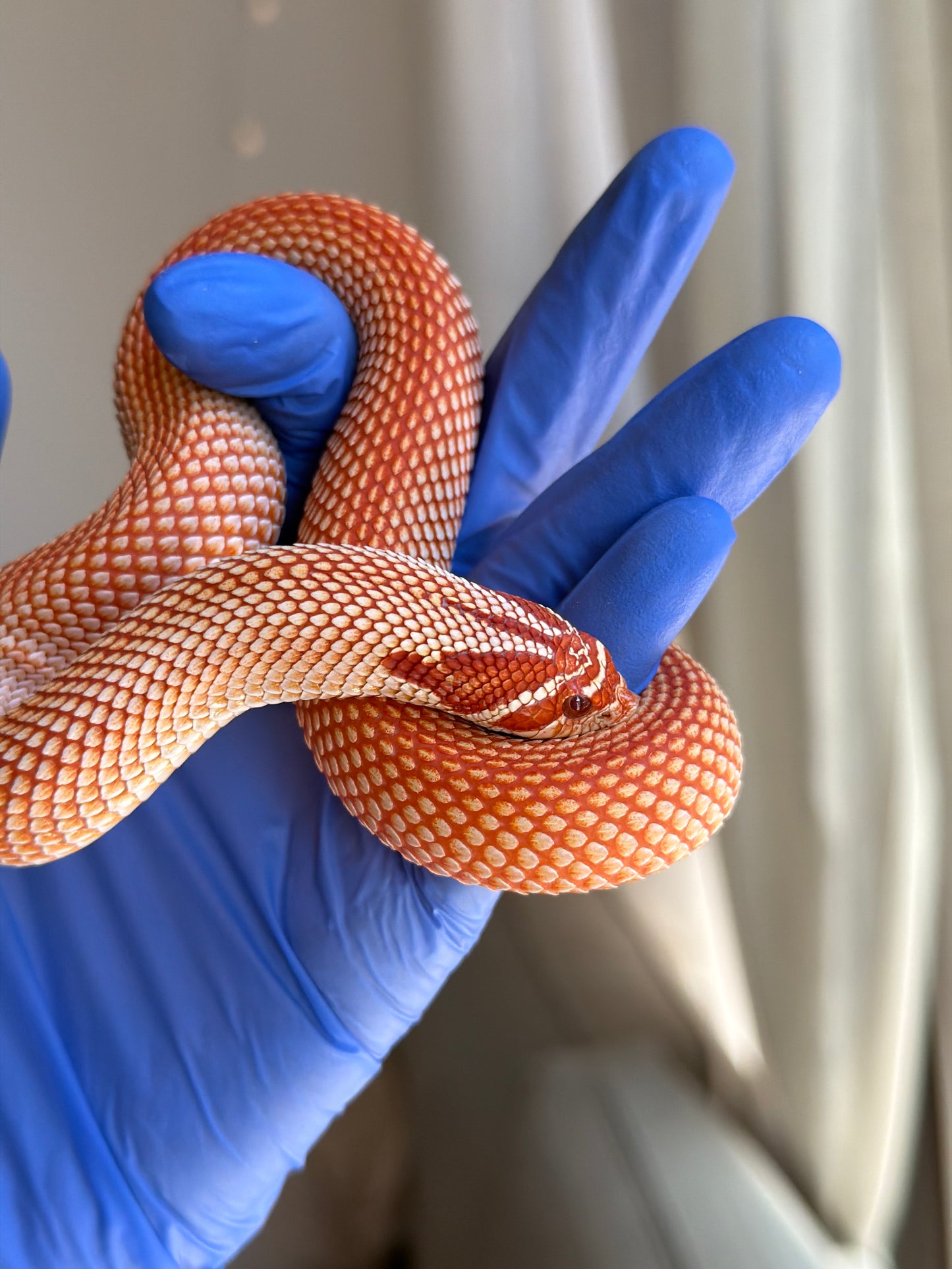 Extreme Red Albino Superconda