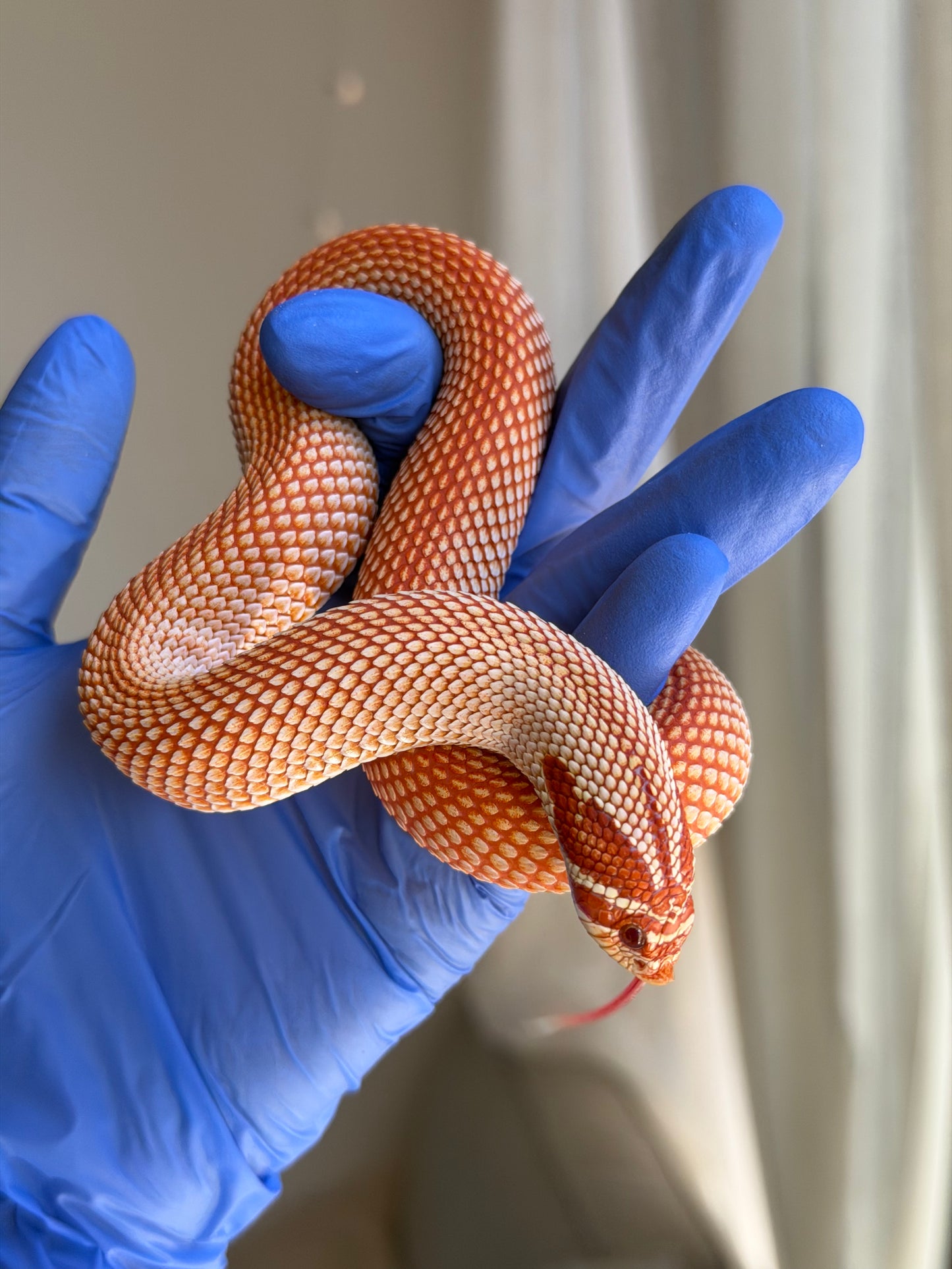 Extreme Red Albino Superconda