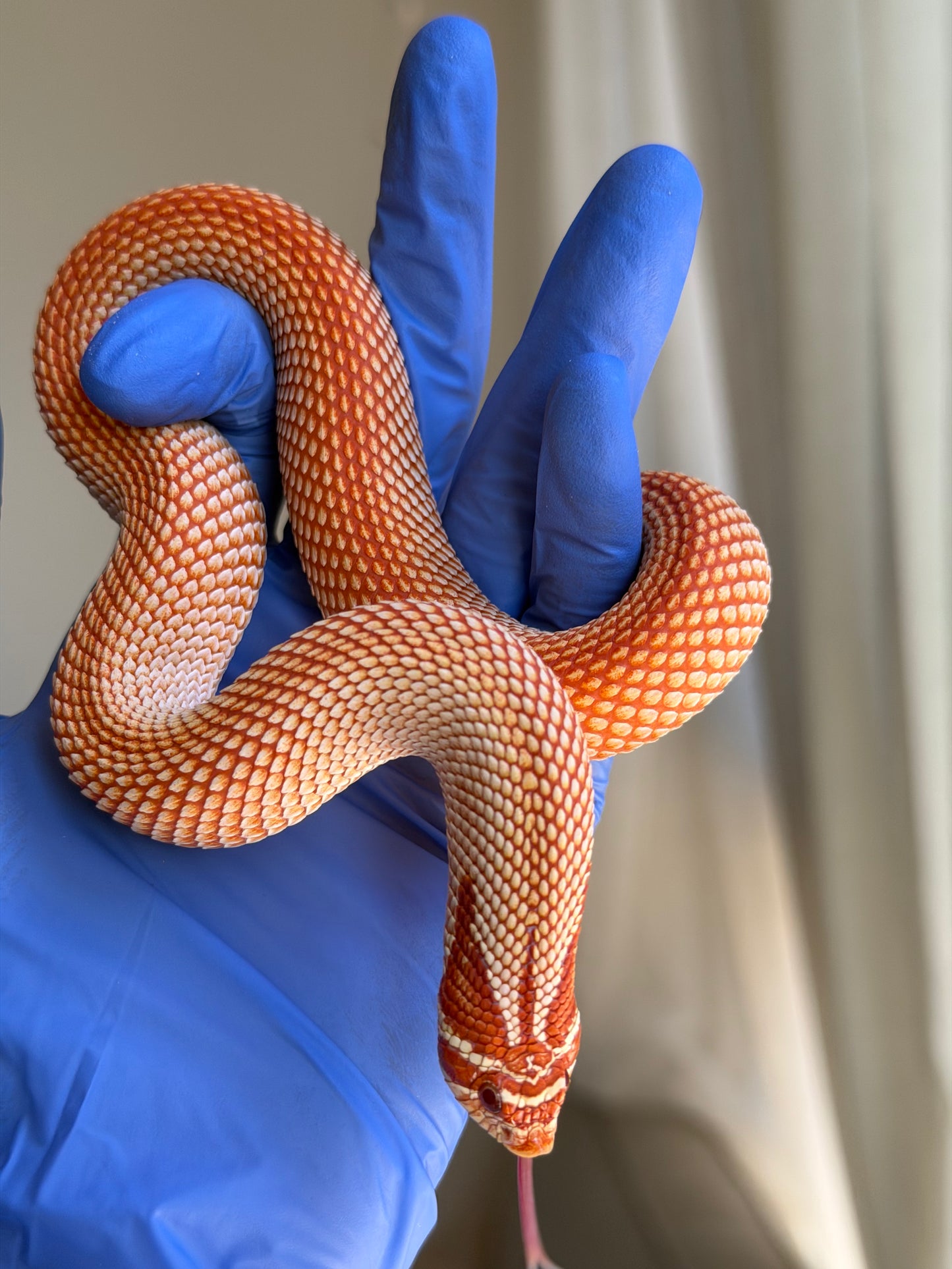Extreme Red Albino Superconda