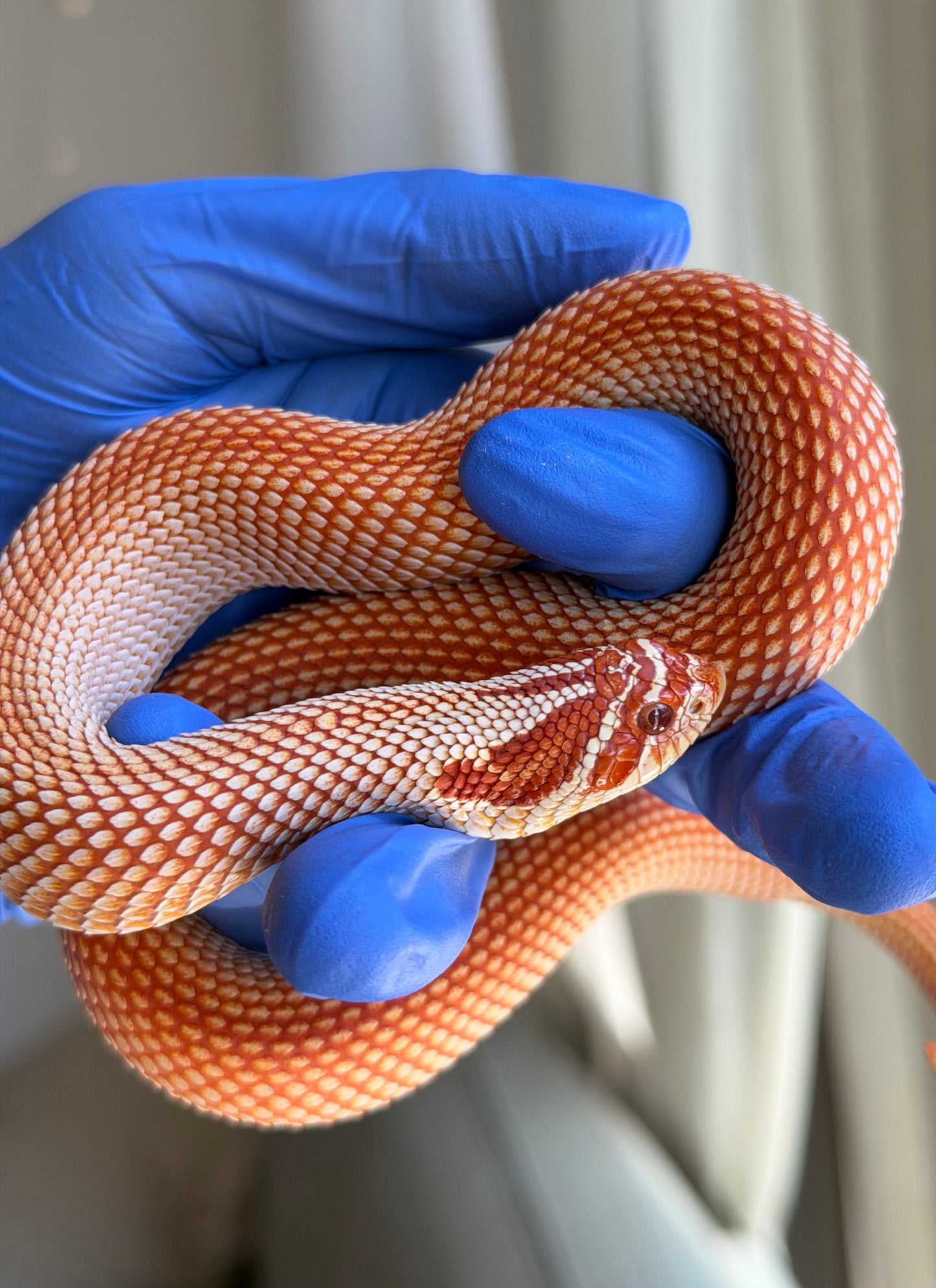 Extreme Red Albino Superconda