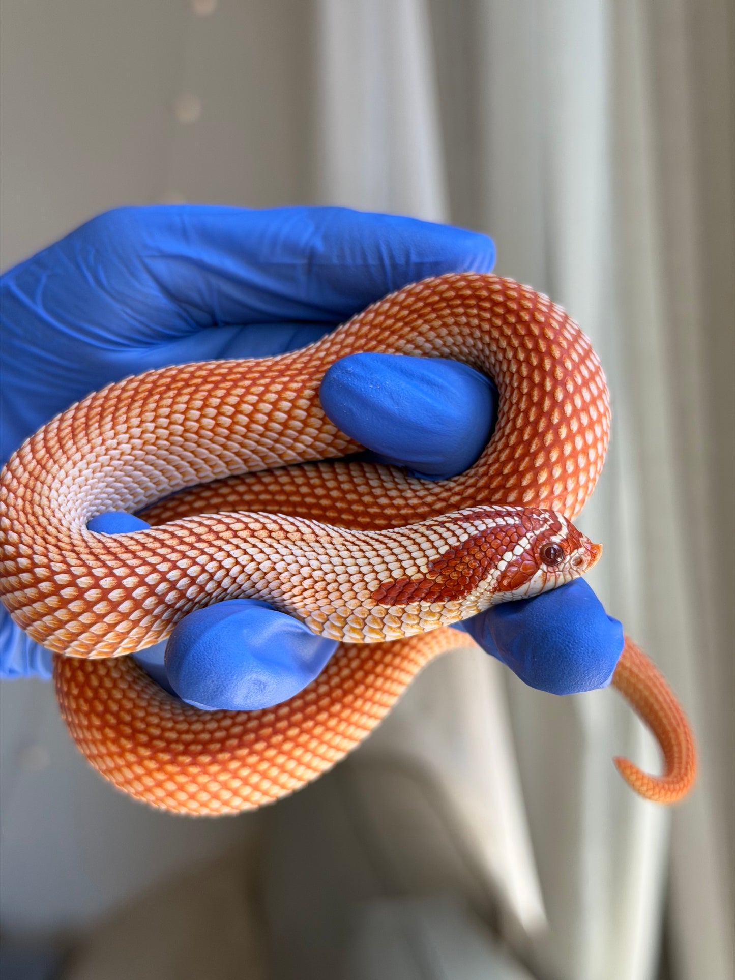 Extreme Red Albino Superconda