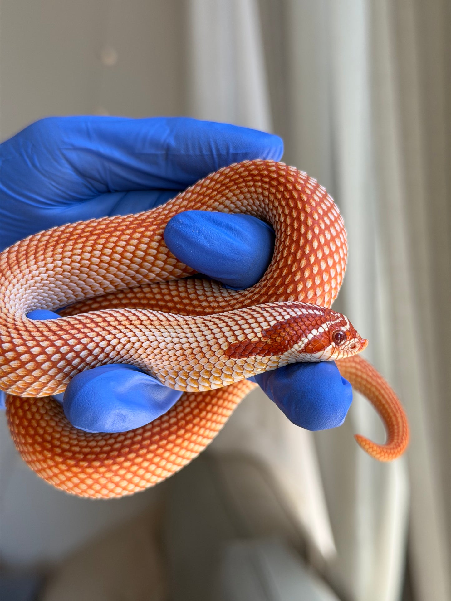 Extreme Red Albino Superconda