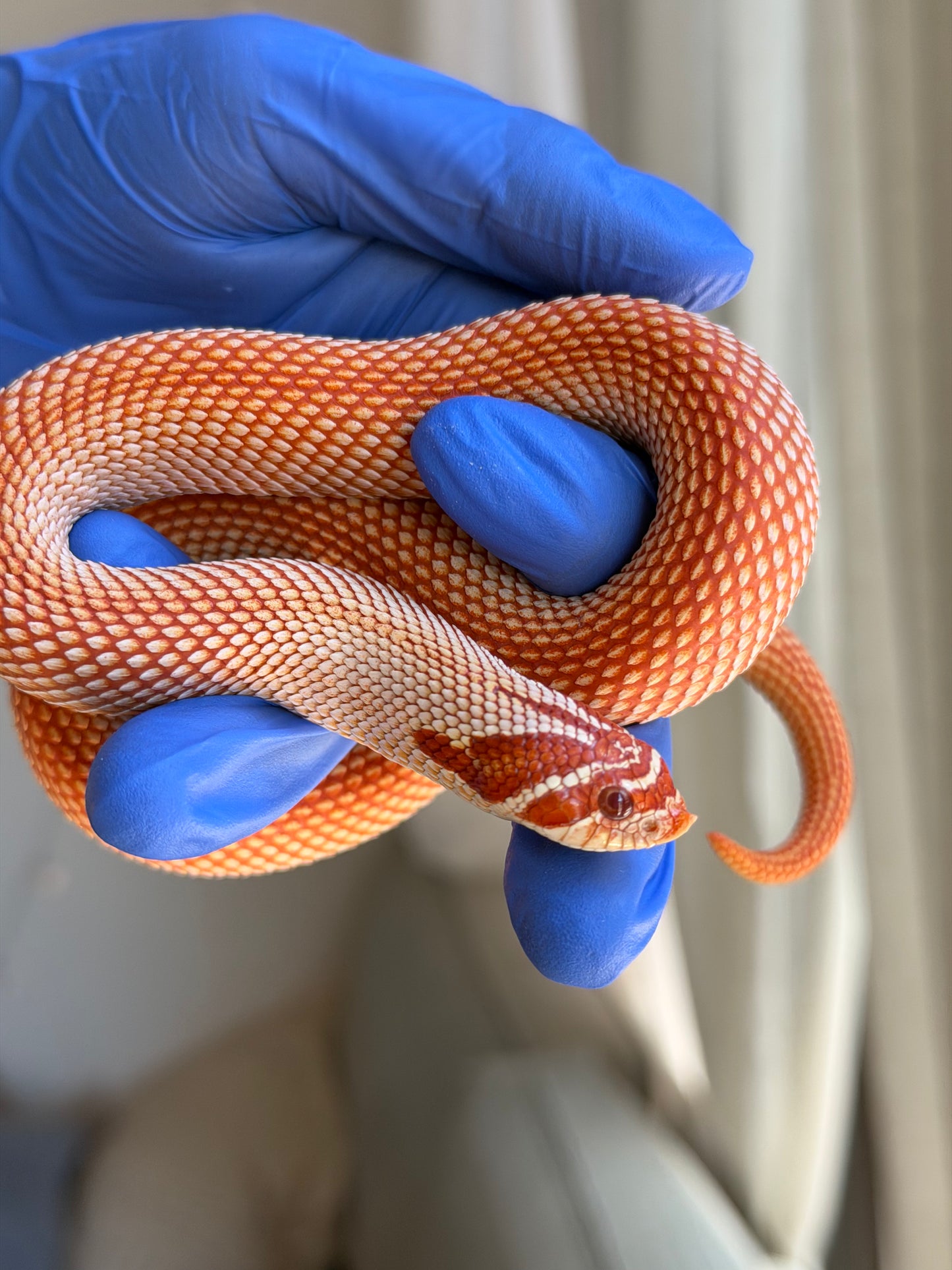 Extreme Red Albino Superconda