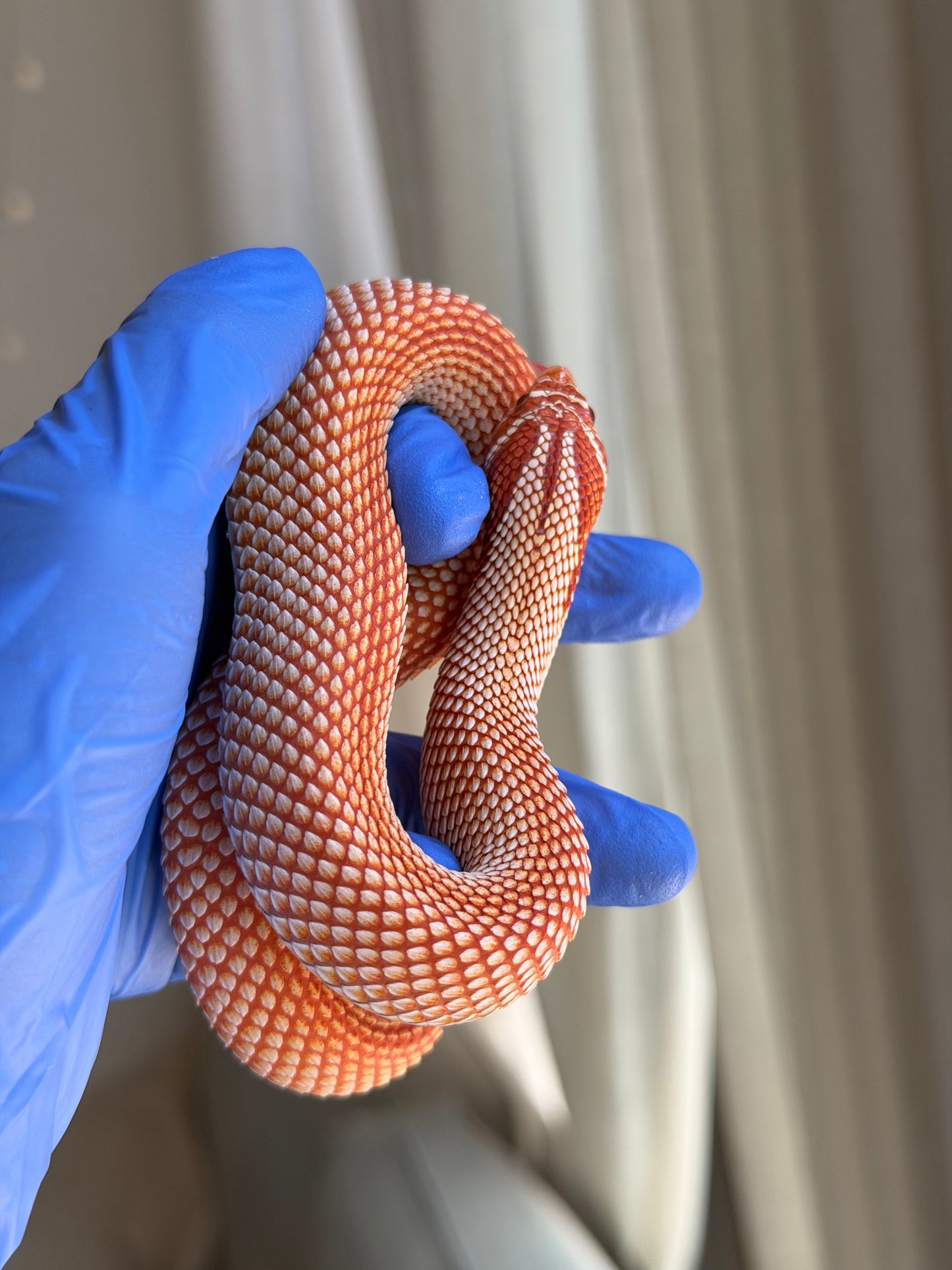 Extreme Red Albino Superconda