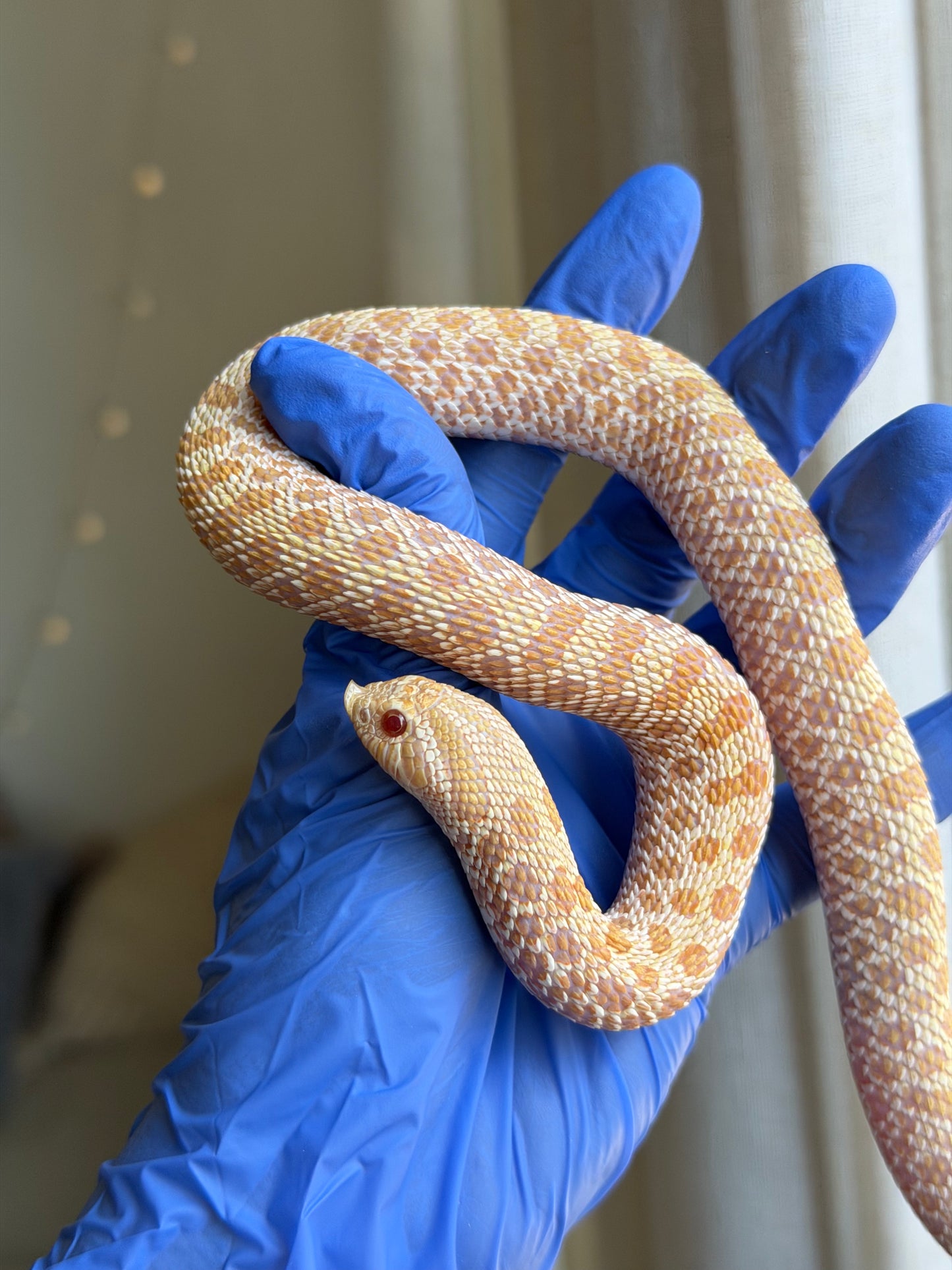 Albino Arctic Het Swiss Chocolate