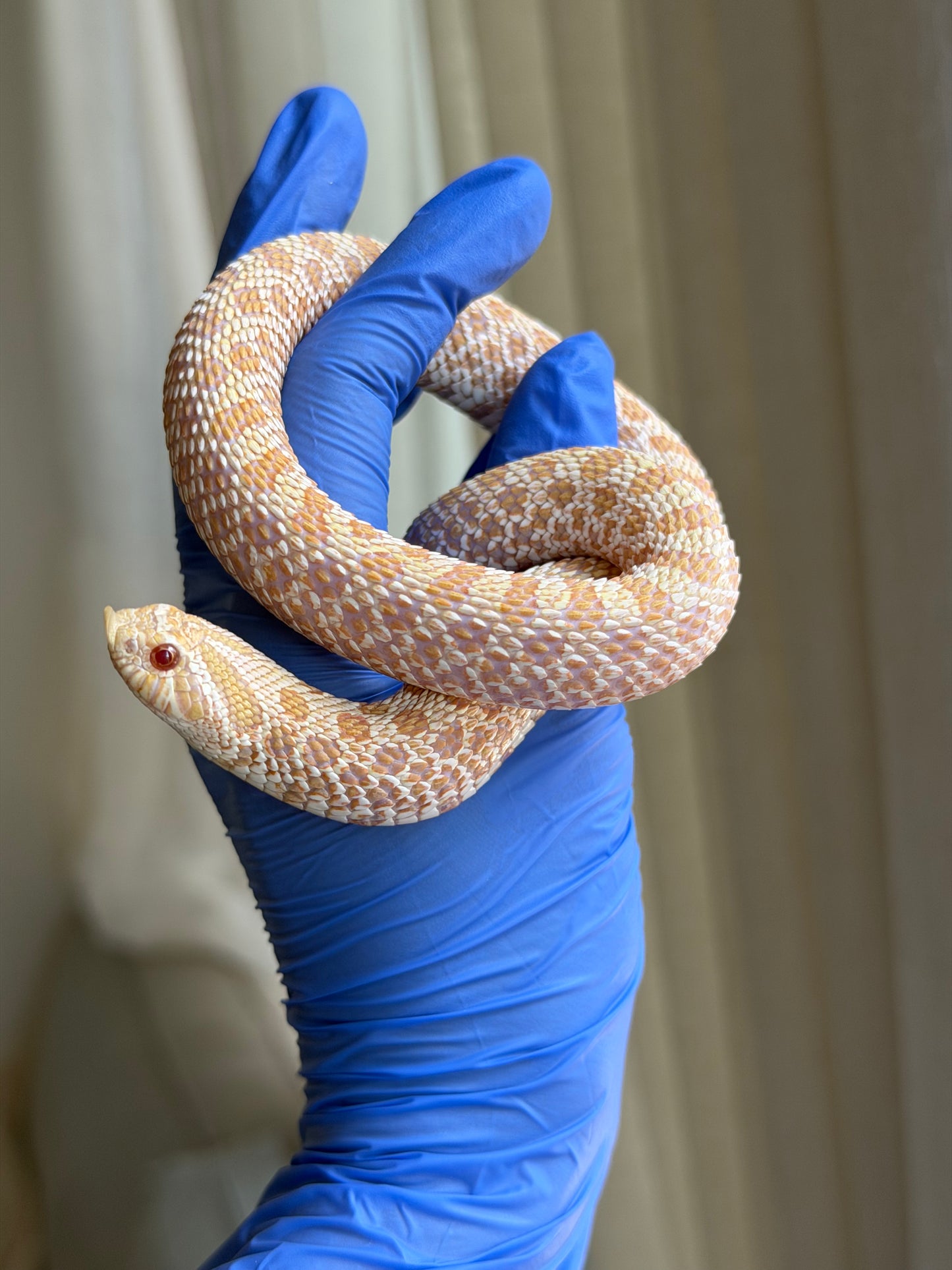 Albino Arctic Het Swiss Chocolate
