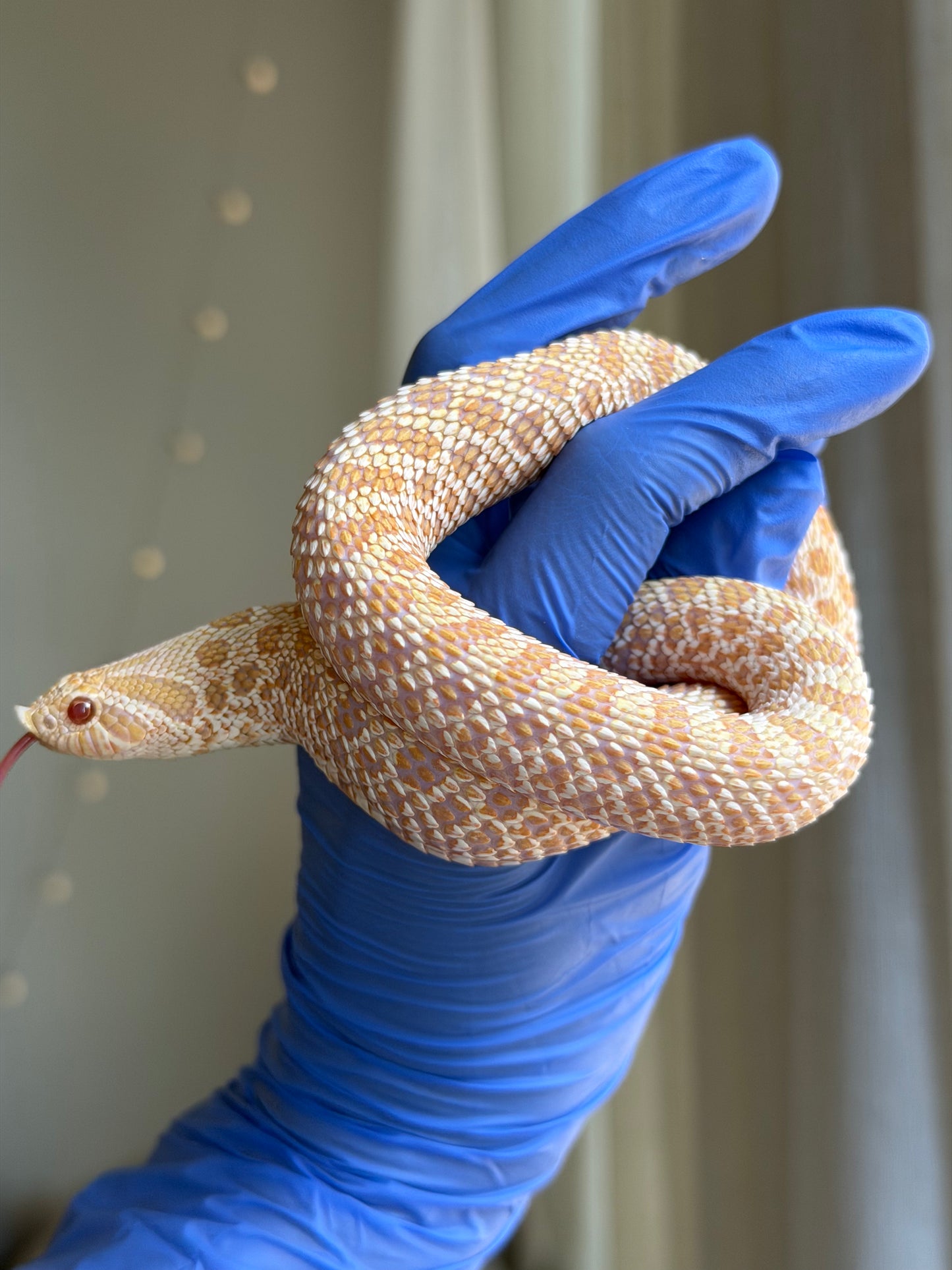 Albino Arctic Het Swiss Chocolate