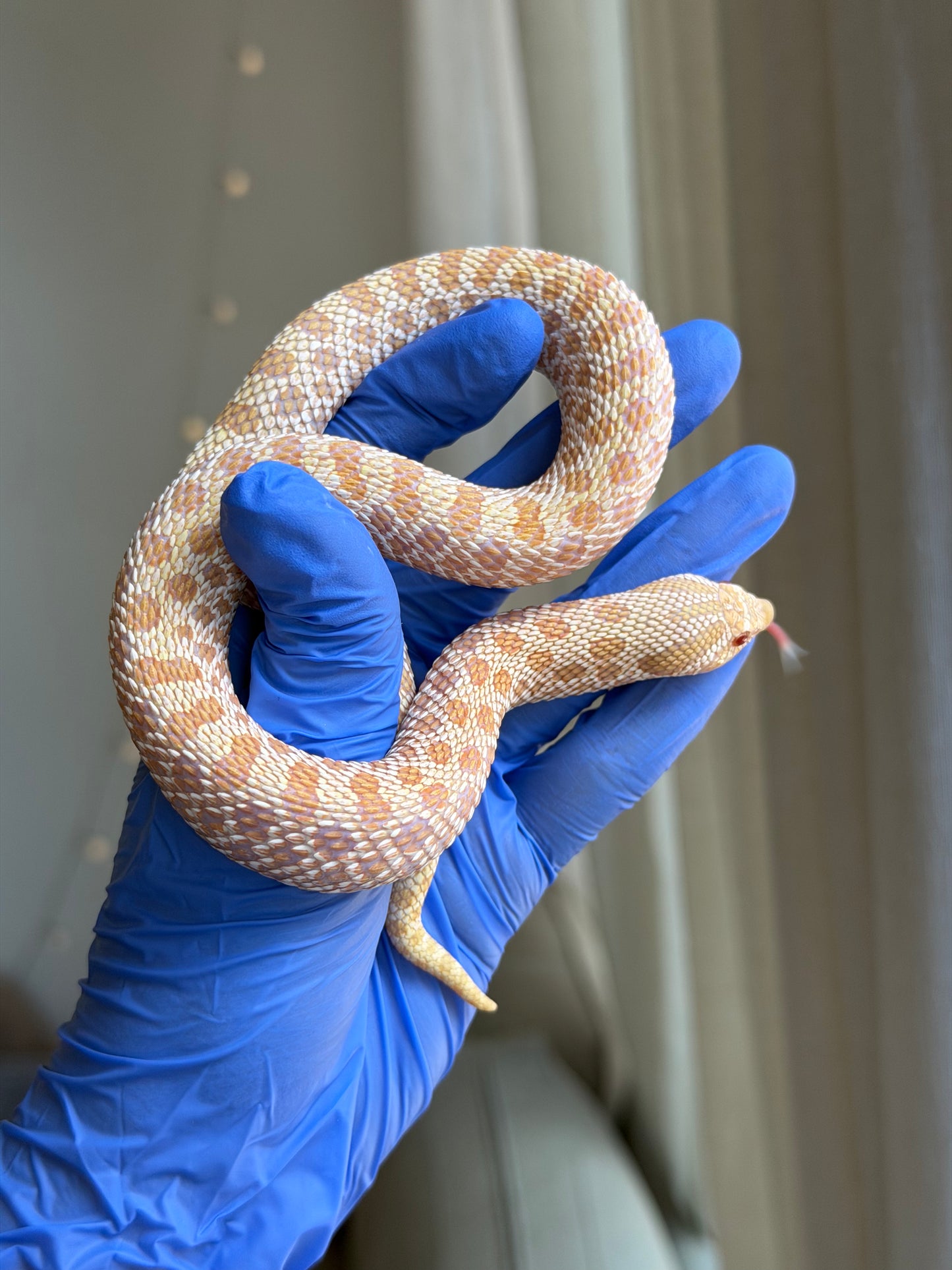 Albino Arctic Het Swiss Chocolate