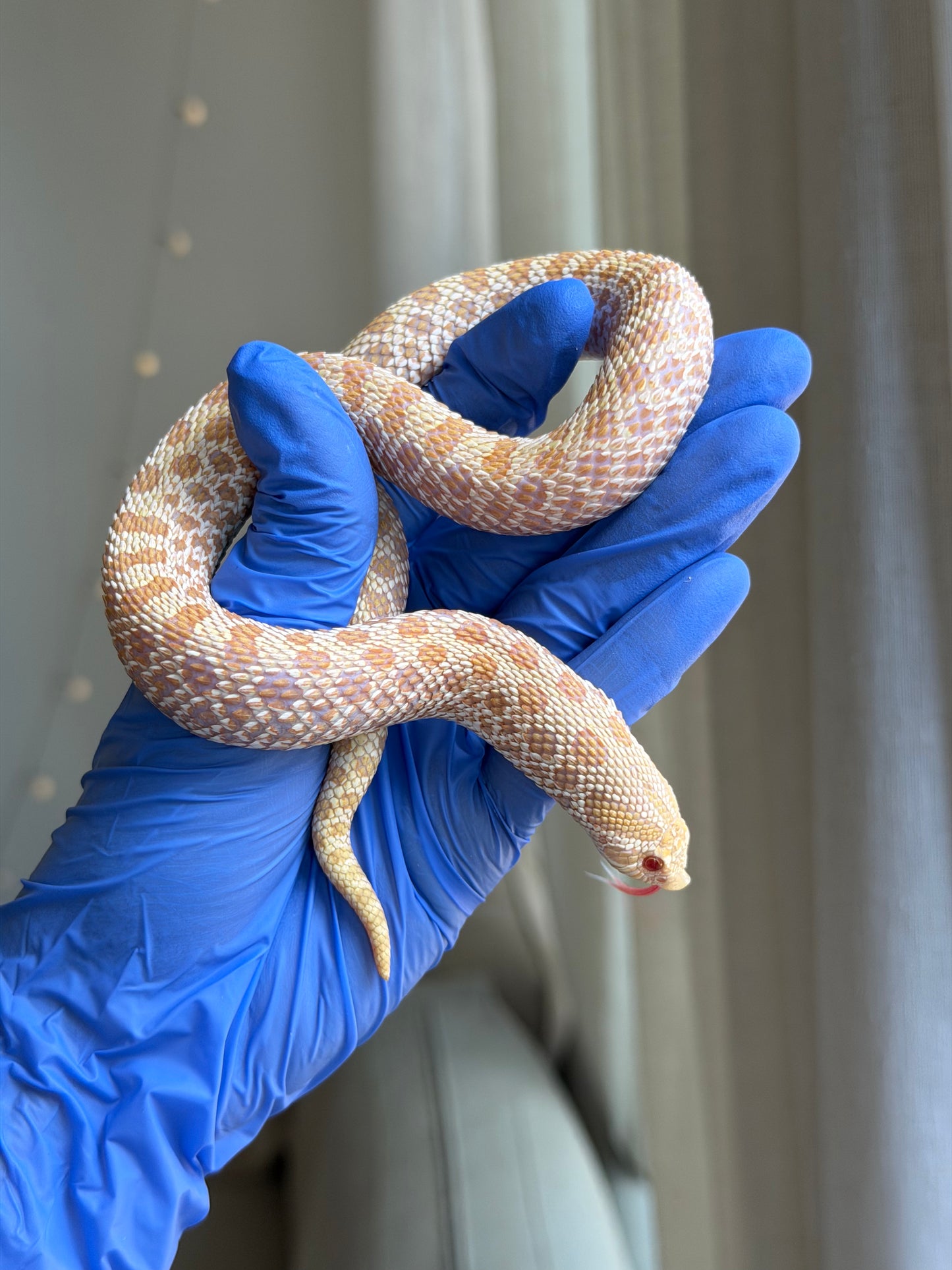 Albino Arctic Het Swiss Chocolate