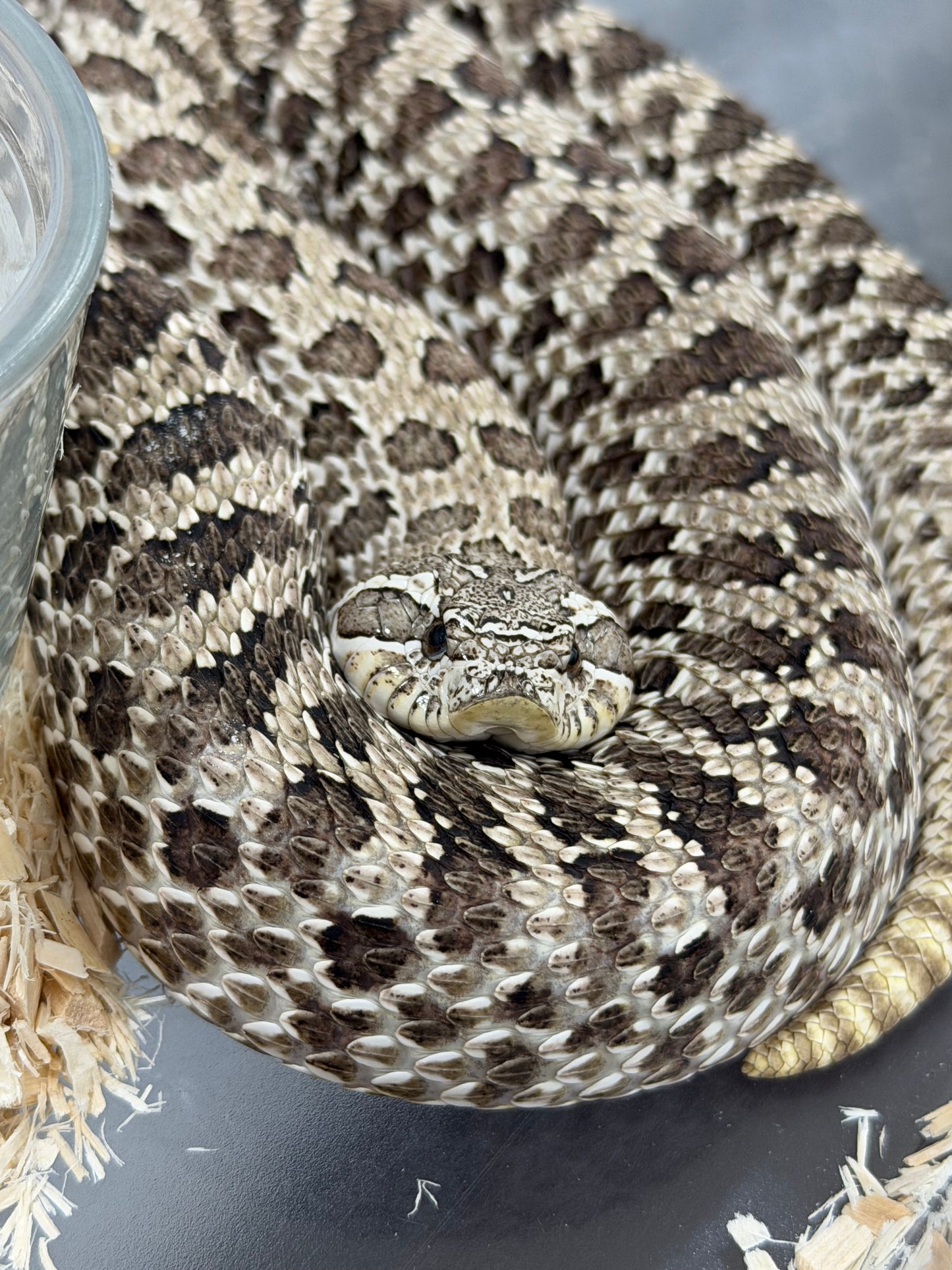 *競標* 2022 北極 ♀ (驗證種母)