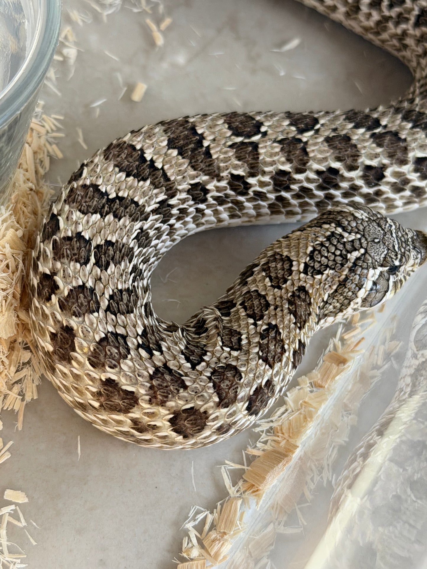 *競標* 2022 北極 ♀ (驗證種母)