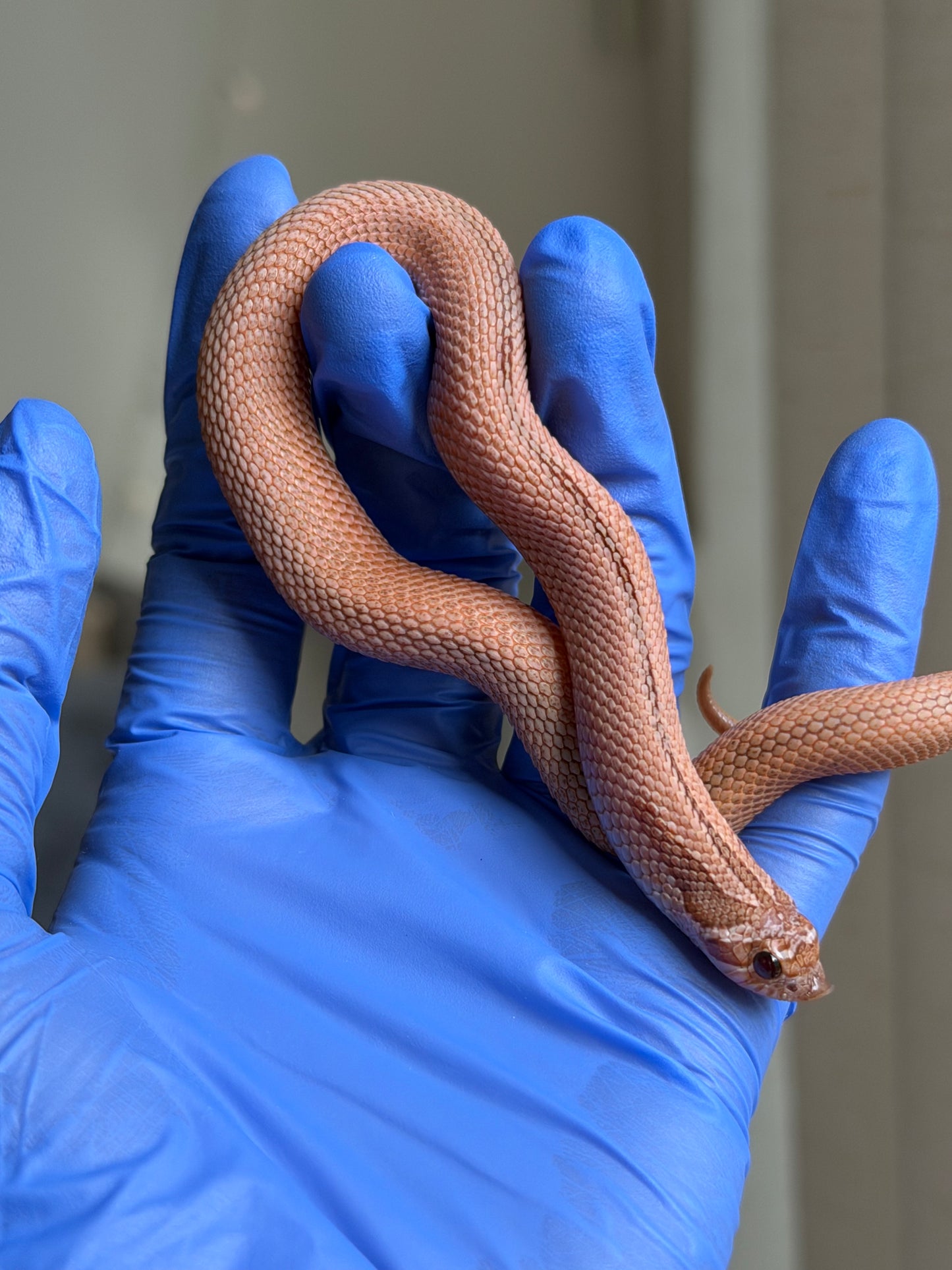 2025 RBE淡彩北極邁泰超級康達 ♂ (H25171)