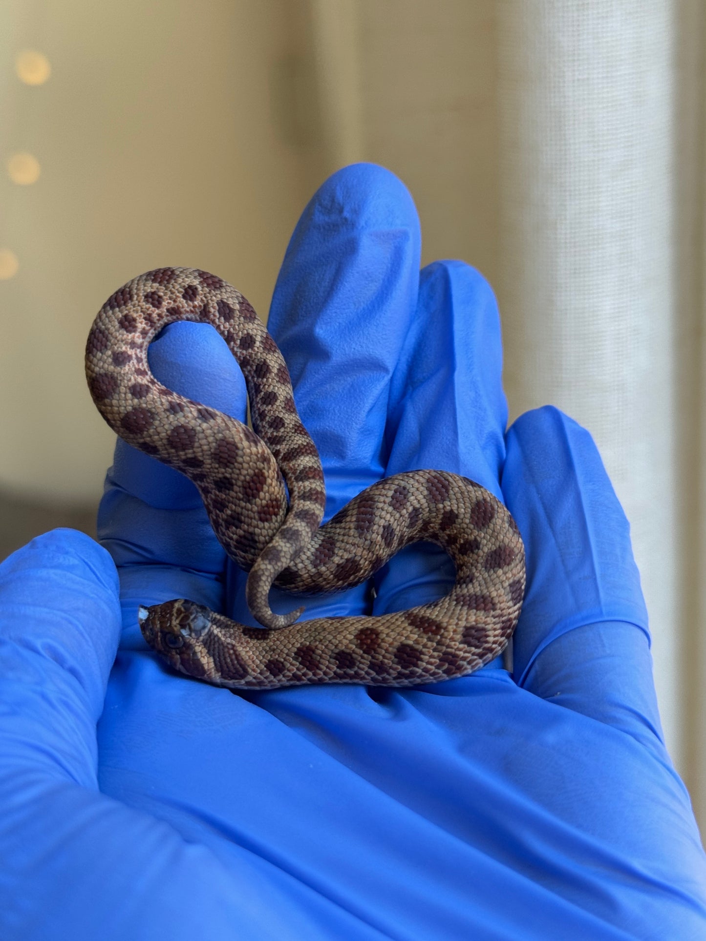 2025 瑞士巧克力康達,彩色爆風血系66%ph白化 ♂ (H25413)