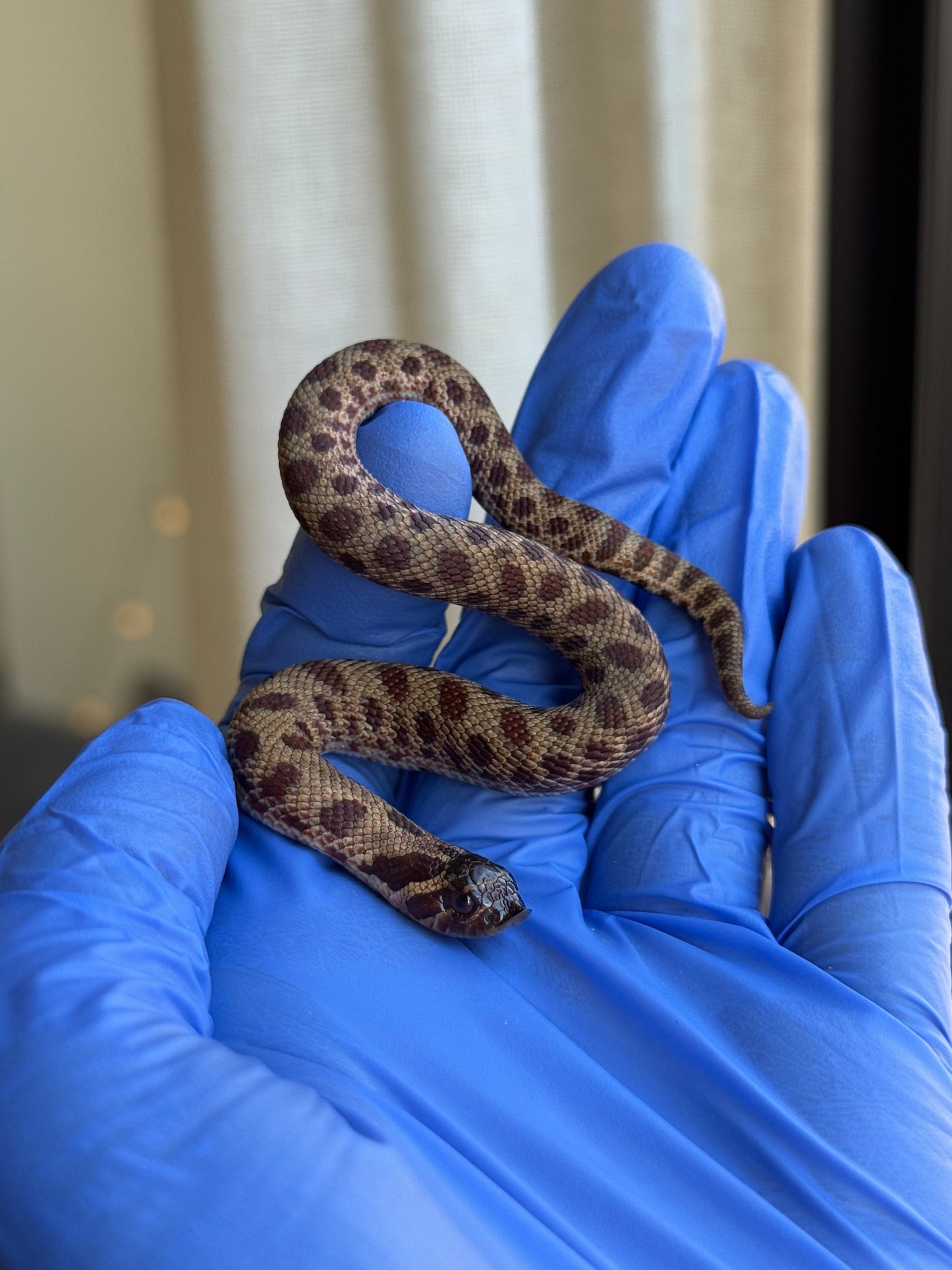 2025 瑞士巧克力康達,彩色爆風血系66%ph白化 ♂ (H25413)