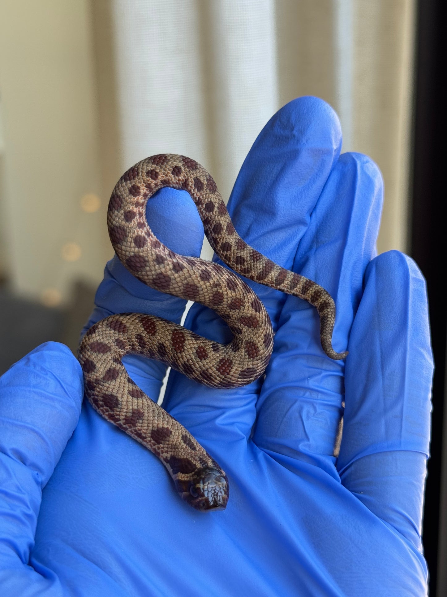 2025 瑞士巧克力康達,彩色爆風血系66%ph白化 ♂ (H25413)