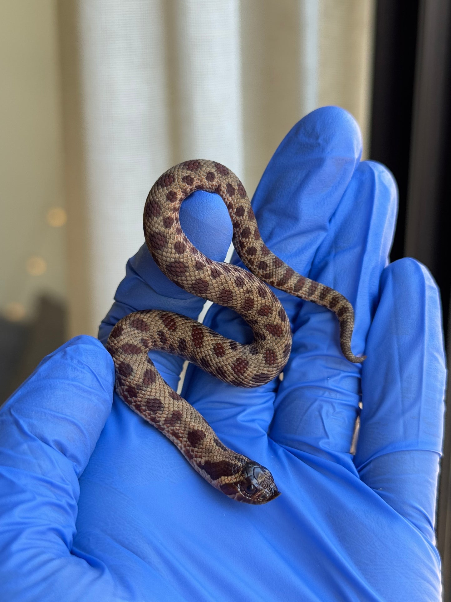 2025 瑞士巧克力康達,彩色爆風血系66%ph白化 ♂ (H25413)