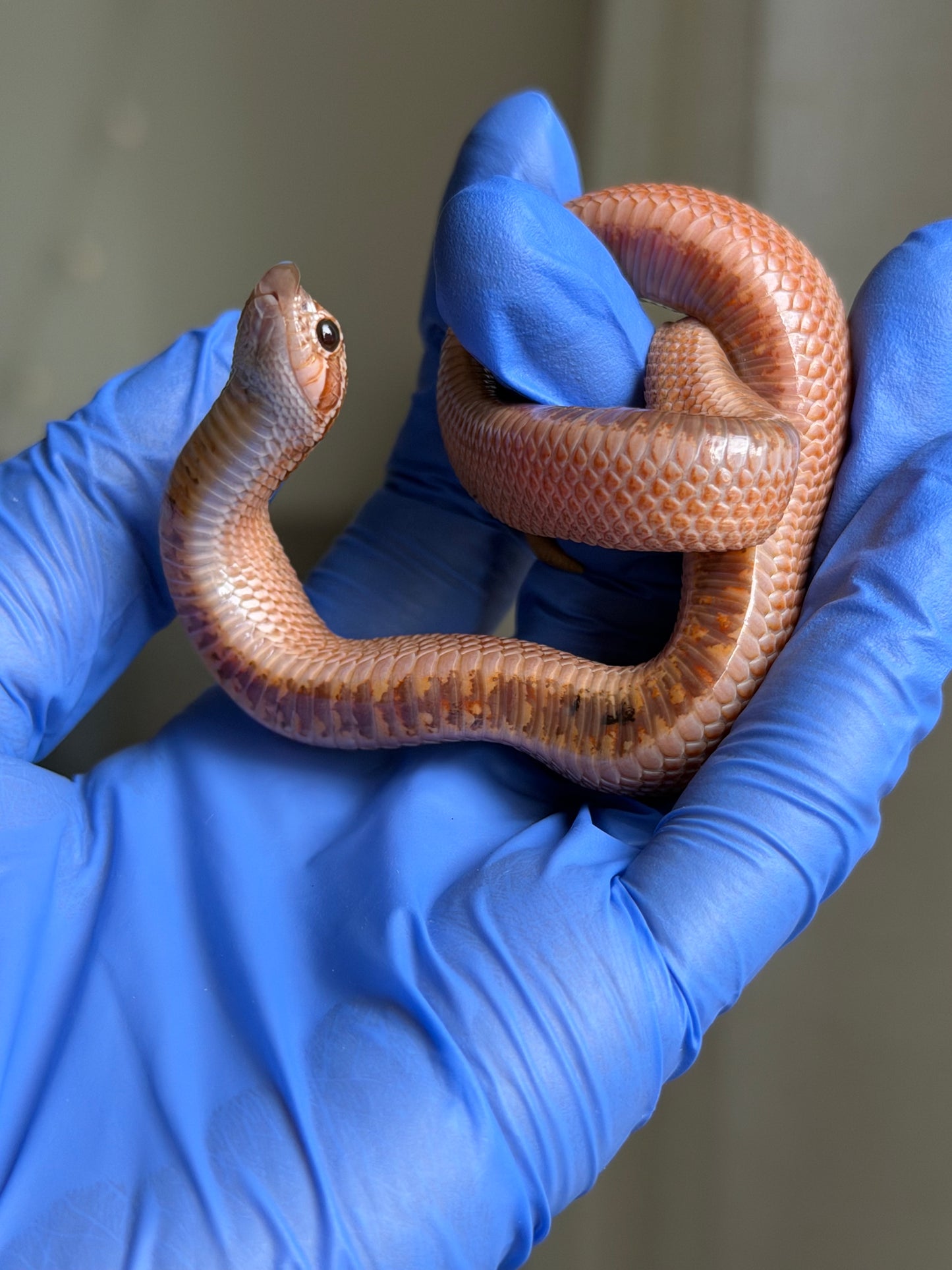 2025 RBE淡彩北極邁泰超級康達 ♂ (H25171)