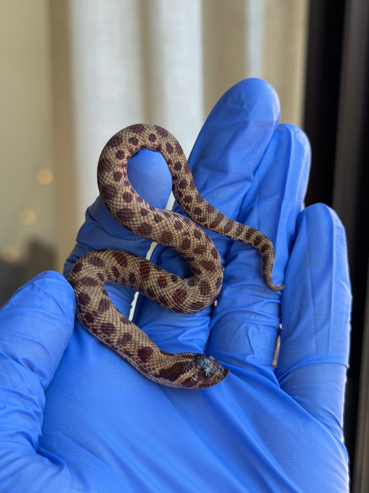 2025 瑞士巧克力康達,彩色爆風血系66%ph白化 ♂ (H25413)