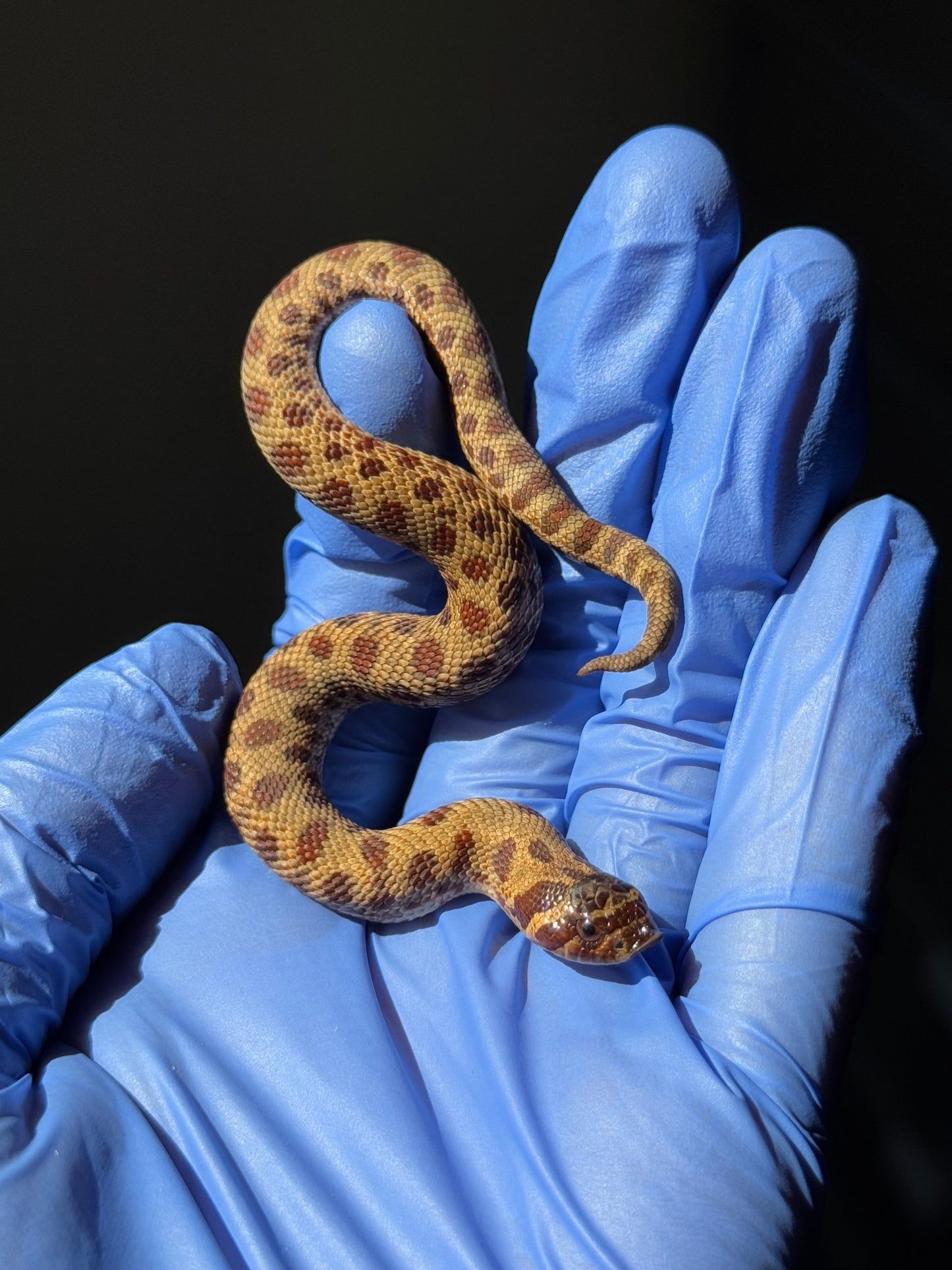 2025 瑞士巧克力康達,彩色爆風血系66%ph白化 ♂ (H25413)