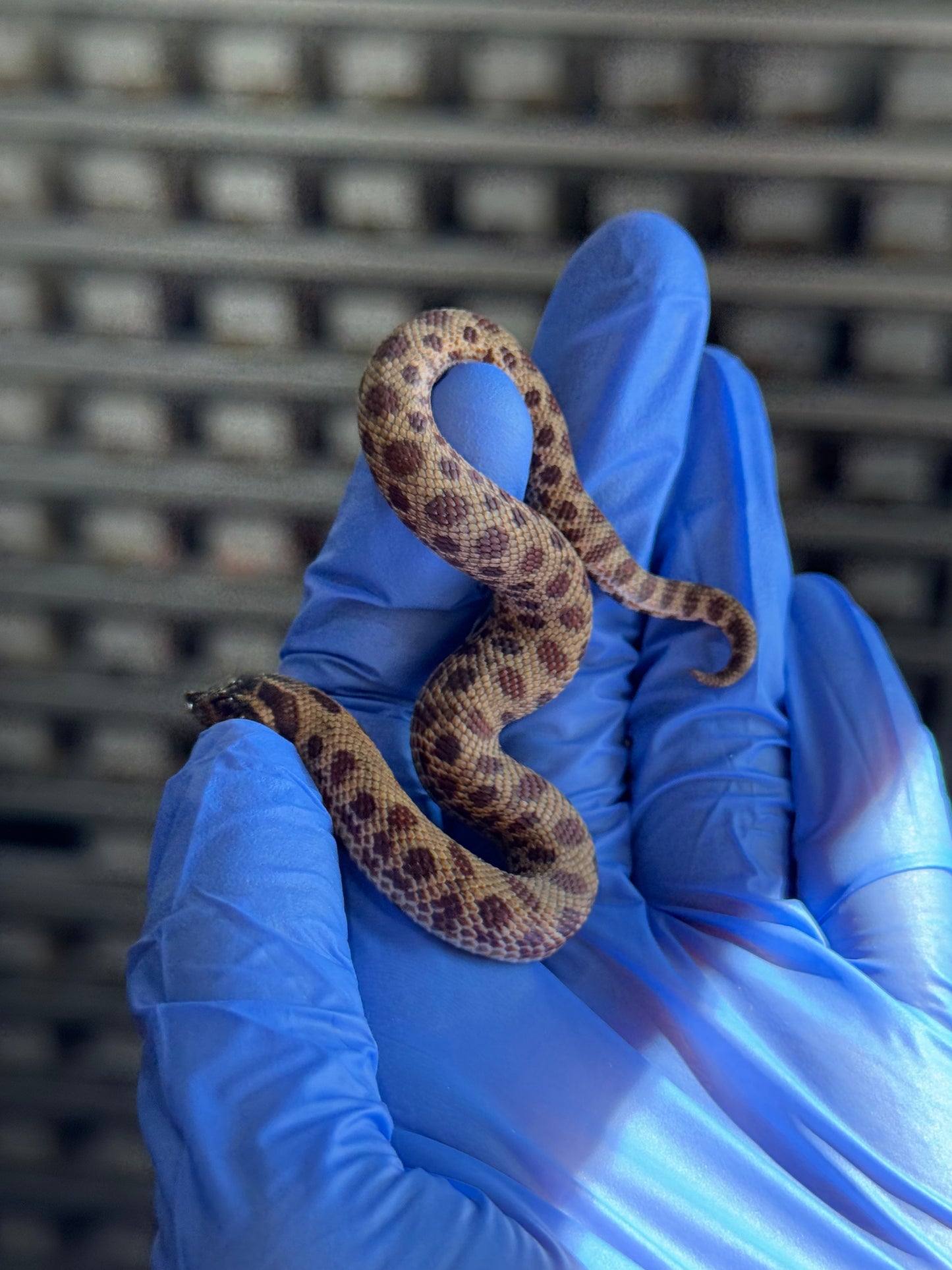 2025 瑞士巧克力康達,彩色爆風血系66%ph白化 ♂ (H25413)