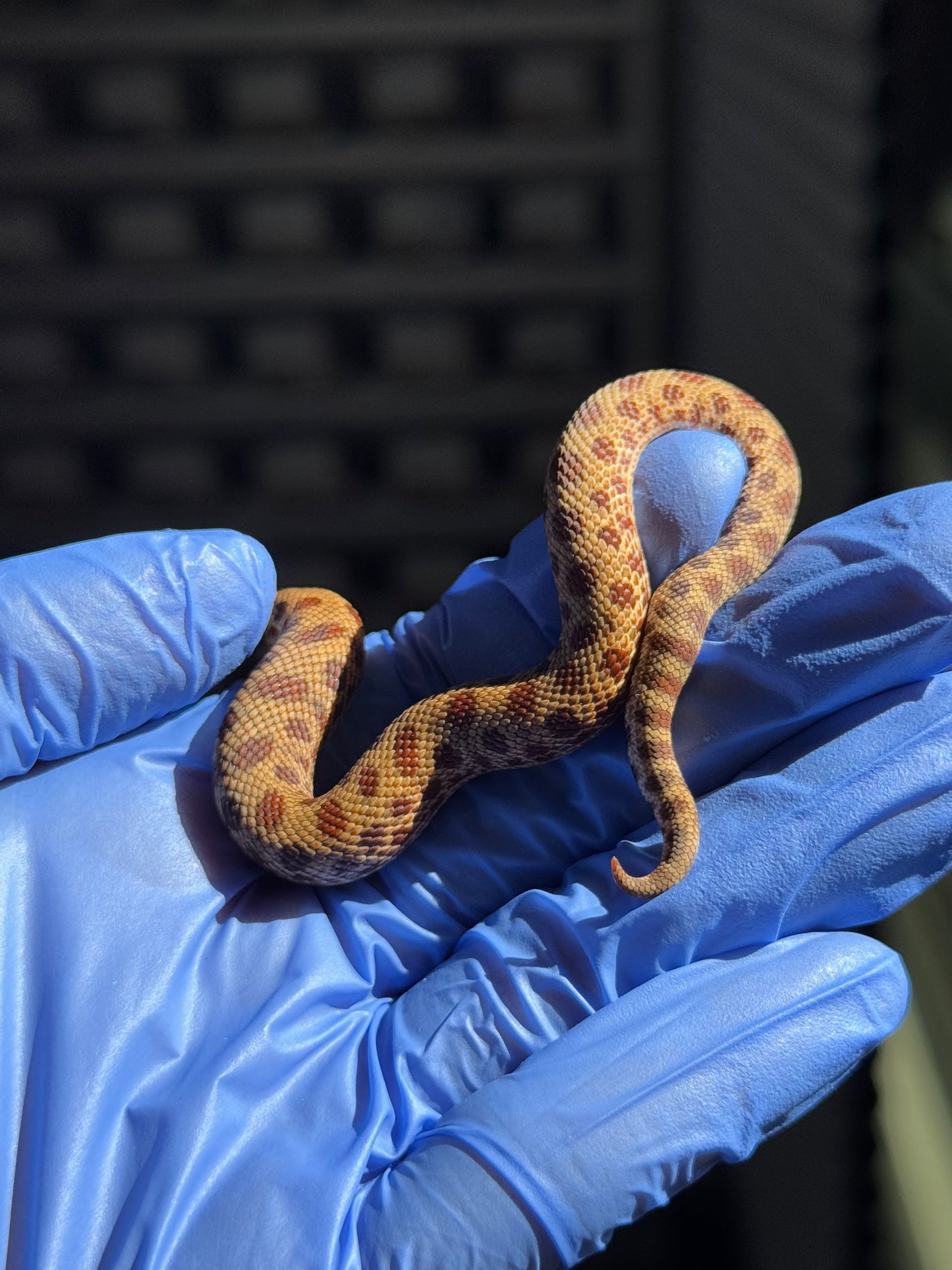 2025 瑞士巧克力康達,彩色爆風血系66%ph白化 ♂ (H25413)