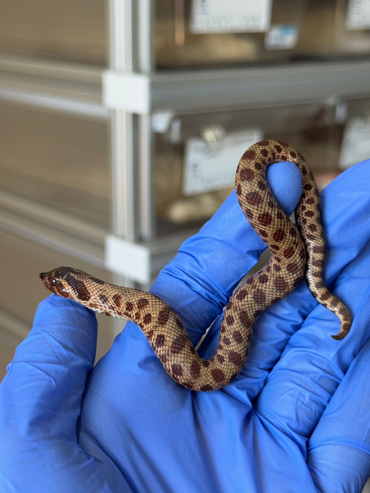 2025 瑞士巧克力康達,彩色爆風血系66%ph白化 ♂ (H25413)