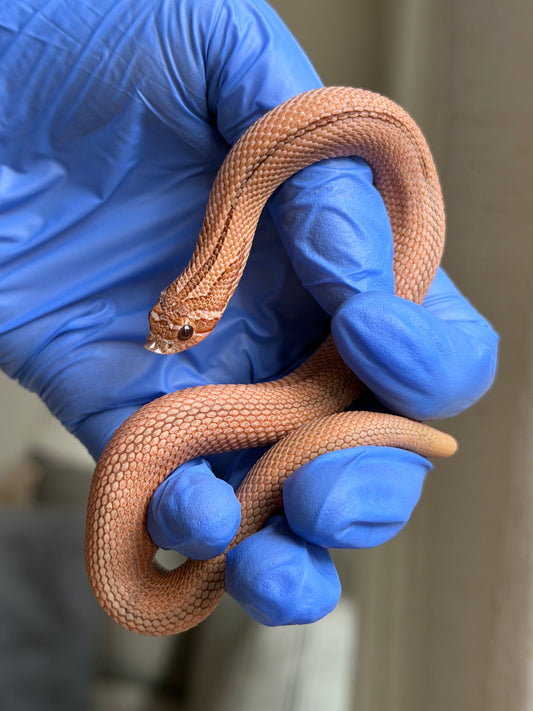 2025 RBE淡彩北極邁泰超級康達 ♂ (H25171)