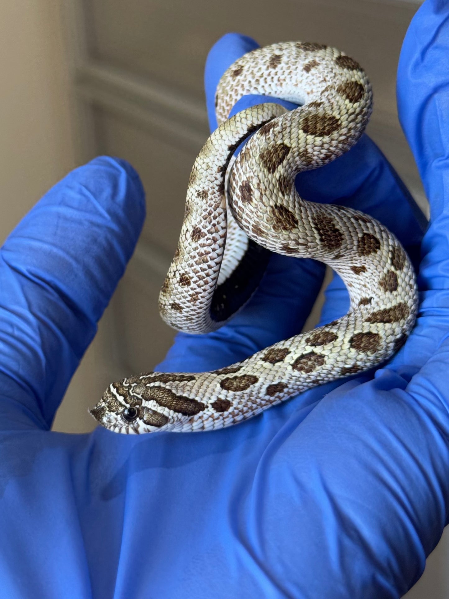 2025 北極康達Het太妃50%ph紫貂 ♀ (H25185)
