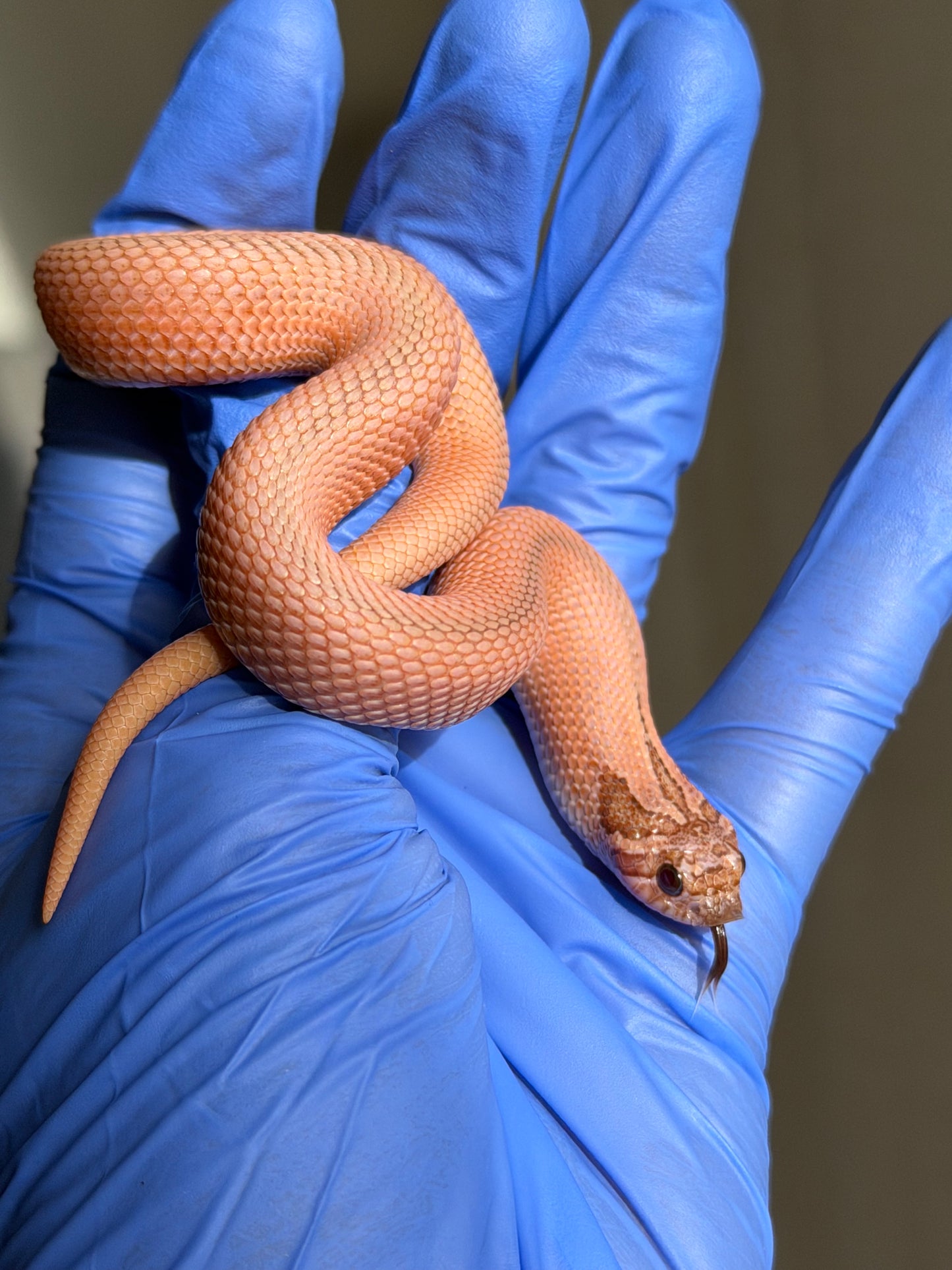 2025 RBE淡彩北極邁泰超級康達 ♂ (H25170)