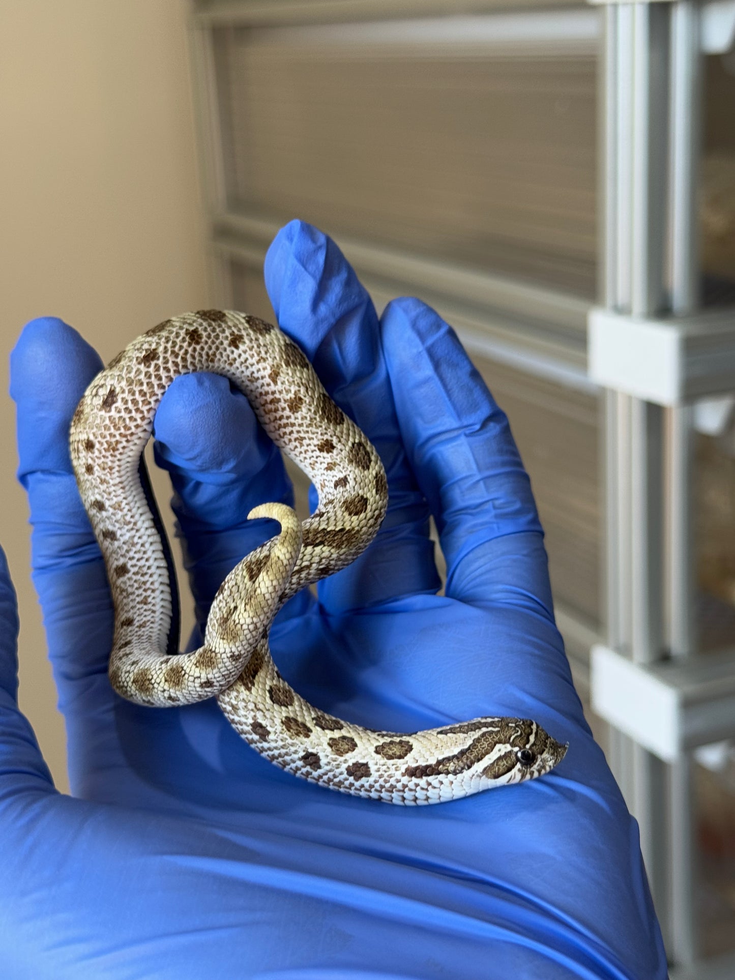 2025 北極康達Het太妃50%ph紫貂 ♀ (H25185)
